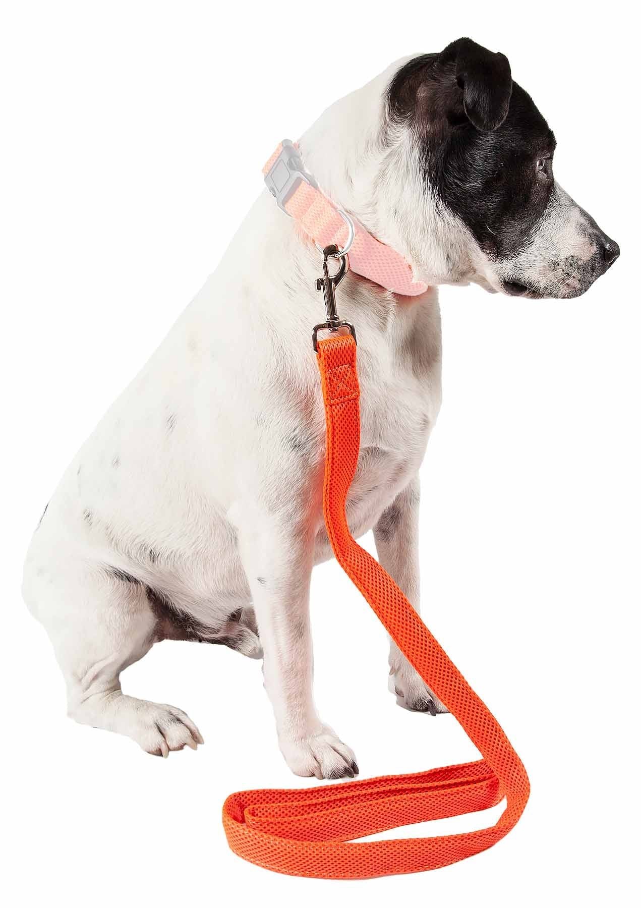 Small black and white dog wearing a pink collar attached to an orange comfortable mesh dog leash