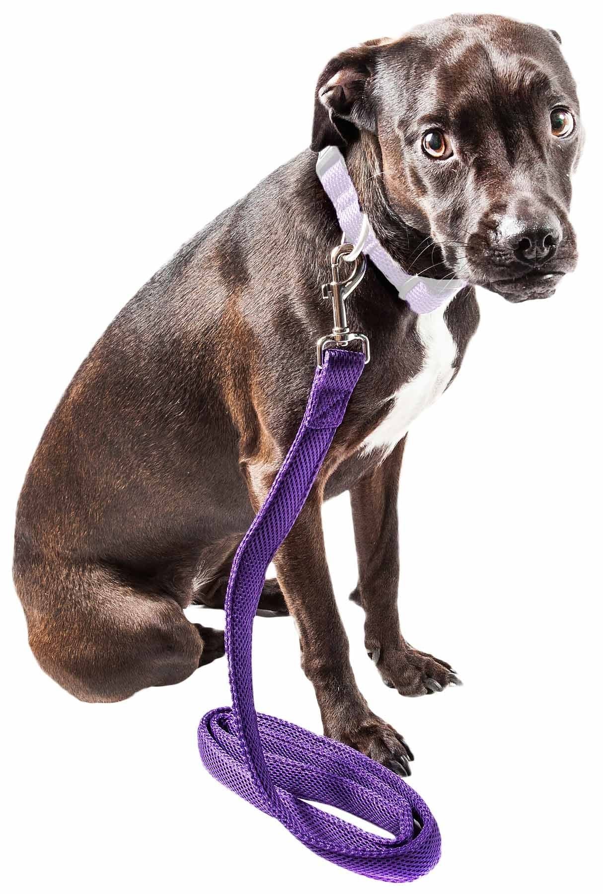 Black dog sitting with a purple comfortable mesh dog leash attached to its collar