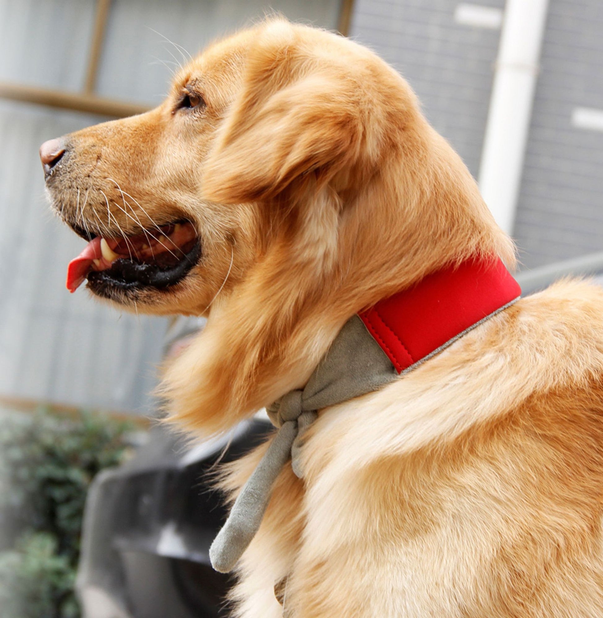 Golden retriever wearing a red and gray cooling dog neck wrap outdoors