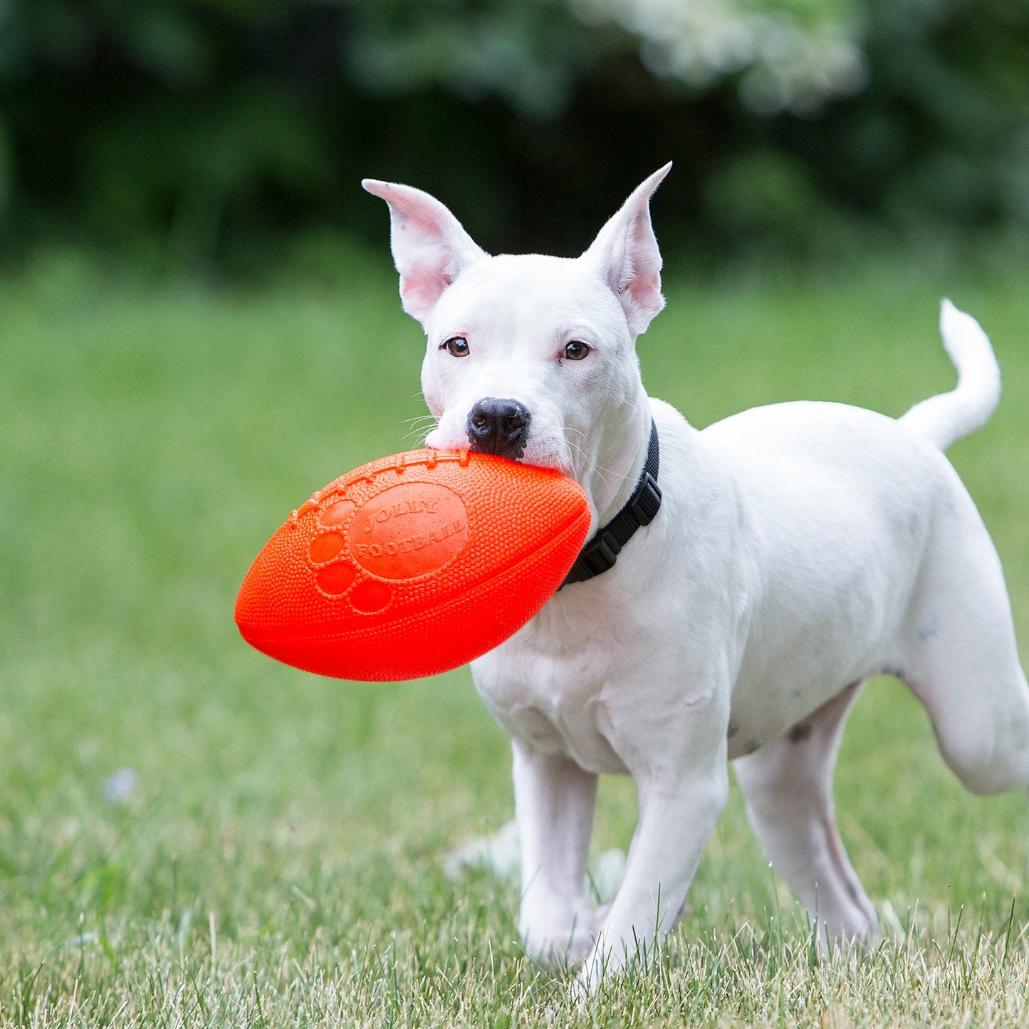 White dog playing with Jolly Pets dog football toy in a grassy area outdoors