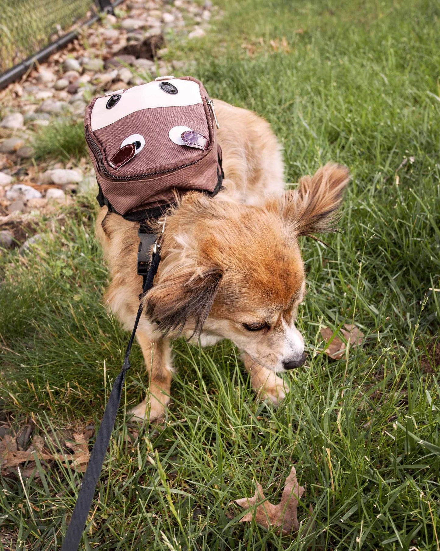 Small dog wearing a brown dog harness backpack with pockets walking on grass near a fence