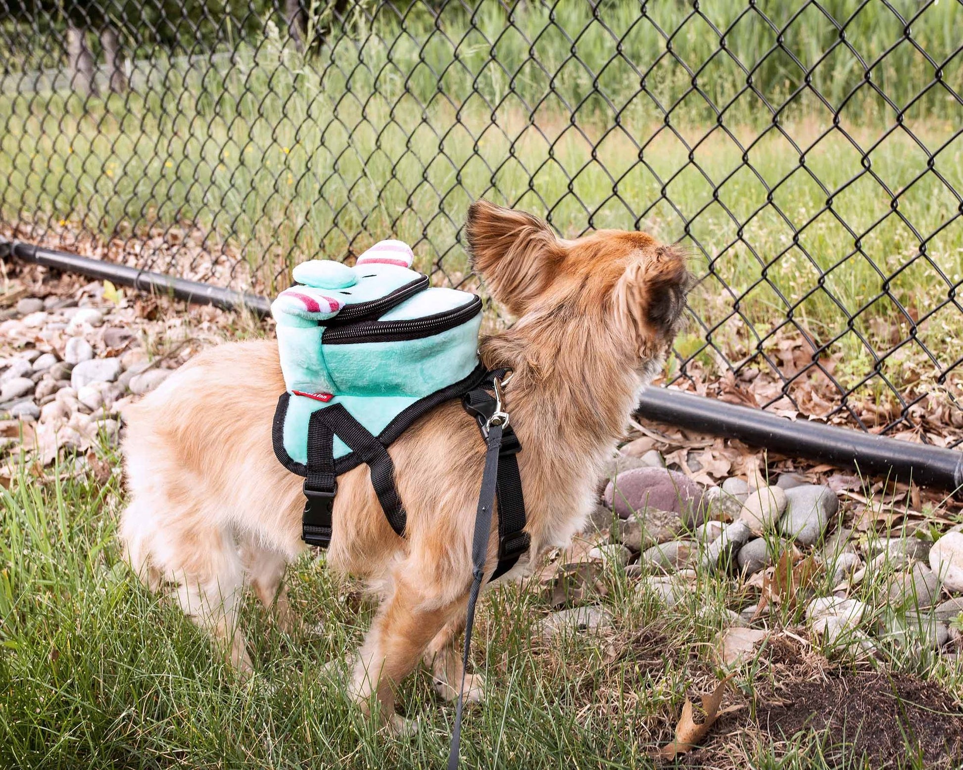 Small dog wearing a dog harness backpack with pockets while standing near a fence outdoors