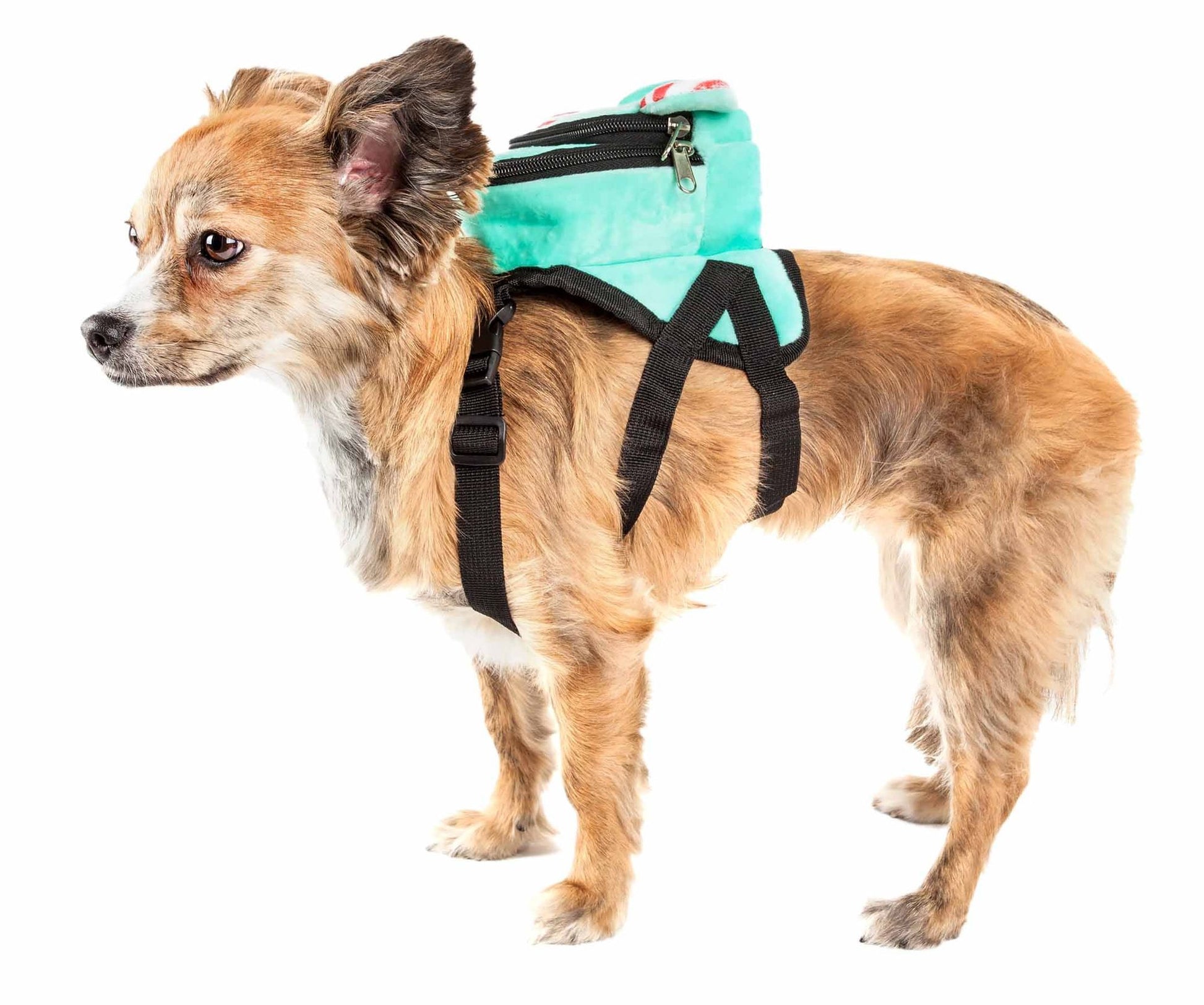 Small dog wearing a teal dog harness backpack with pockets and adjustable black straps
