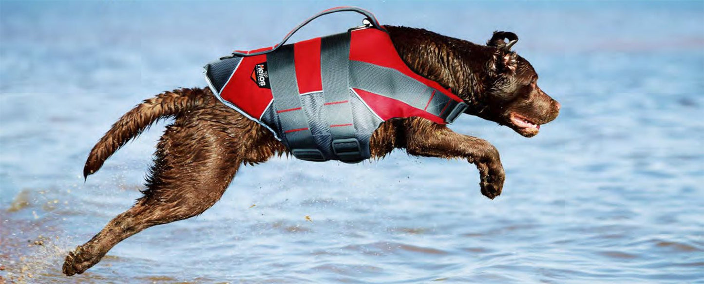 Brown dog jumping in water wearing a red and gray dog life jacket with handle for safety