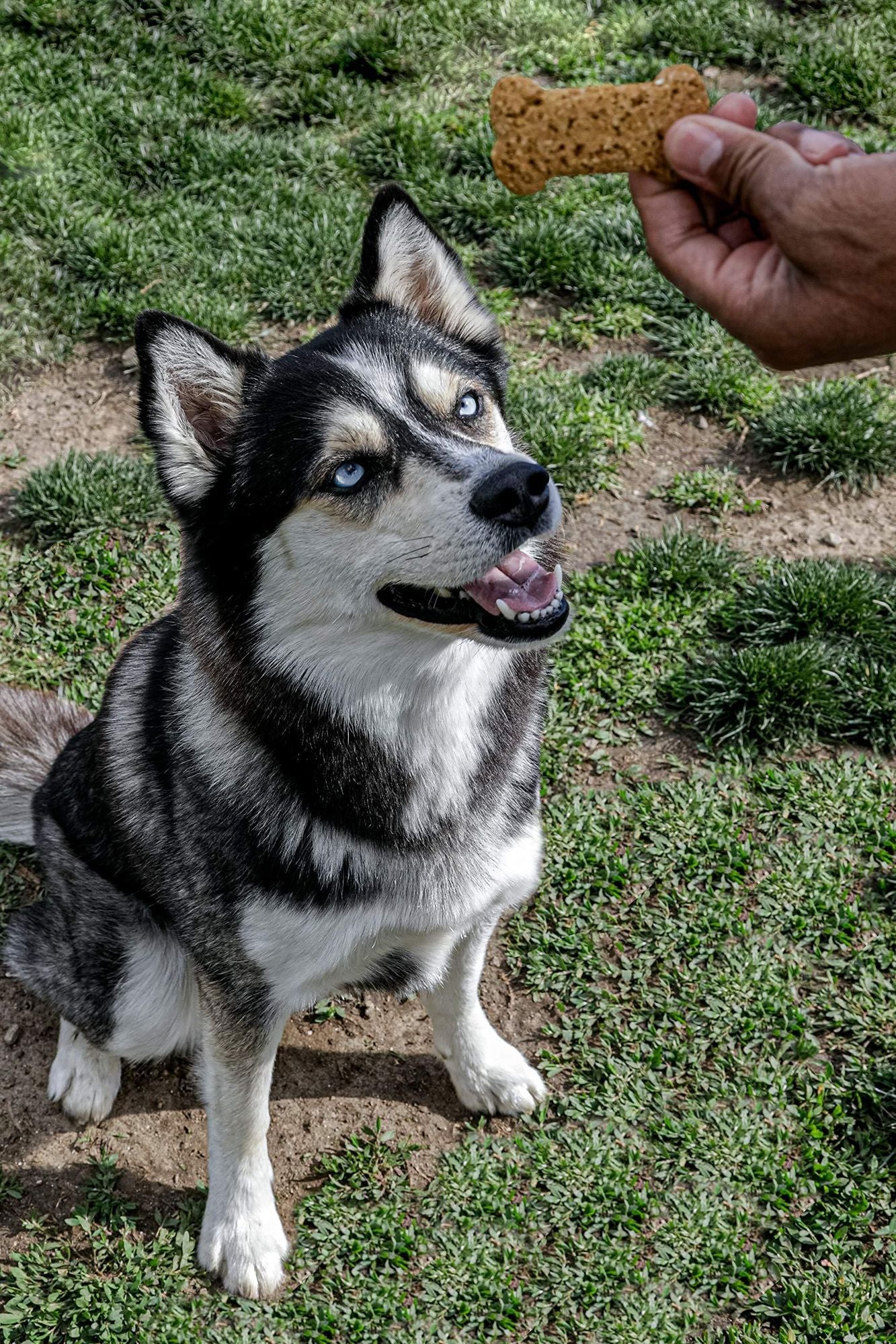 Siberian husky eagerly looking at a hand holding all natural dog treats USA on grass