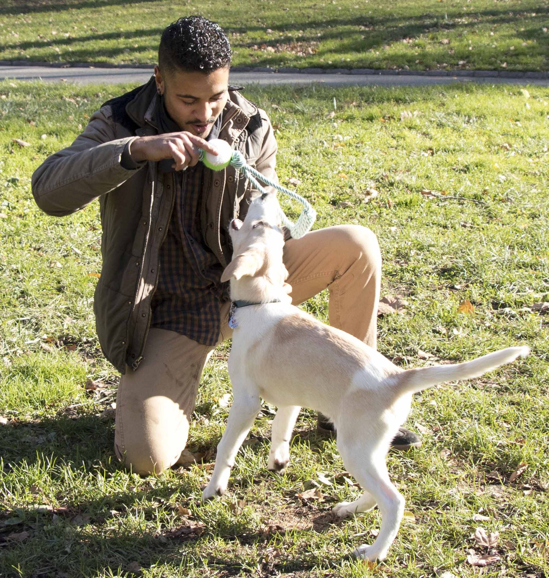 Man playing outdoors with a dog using a dog rope and tennis ball toy in a sunny park