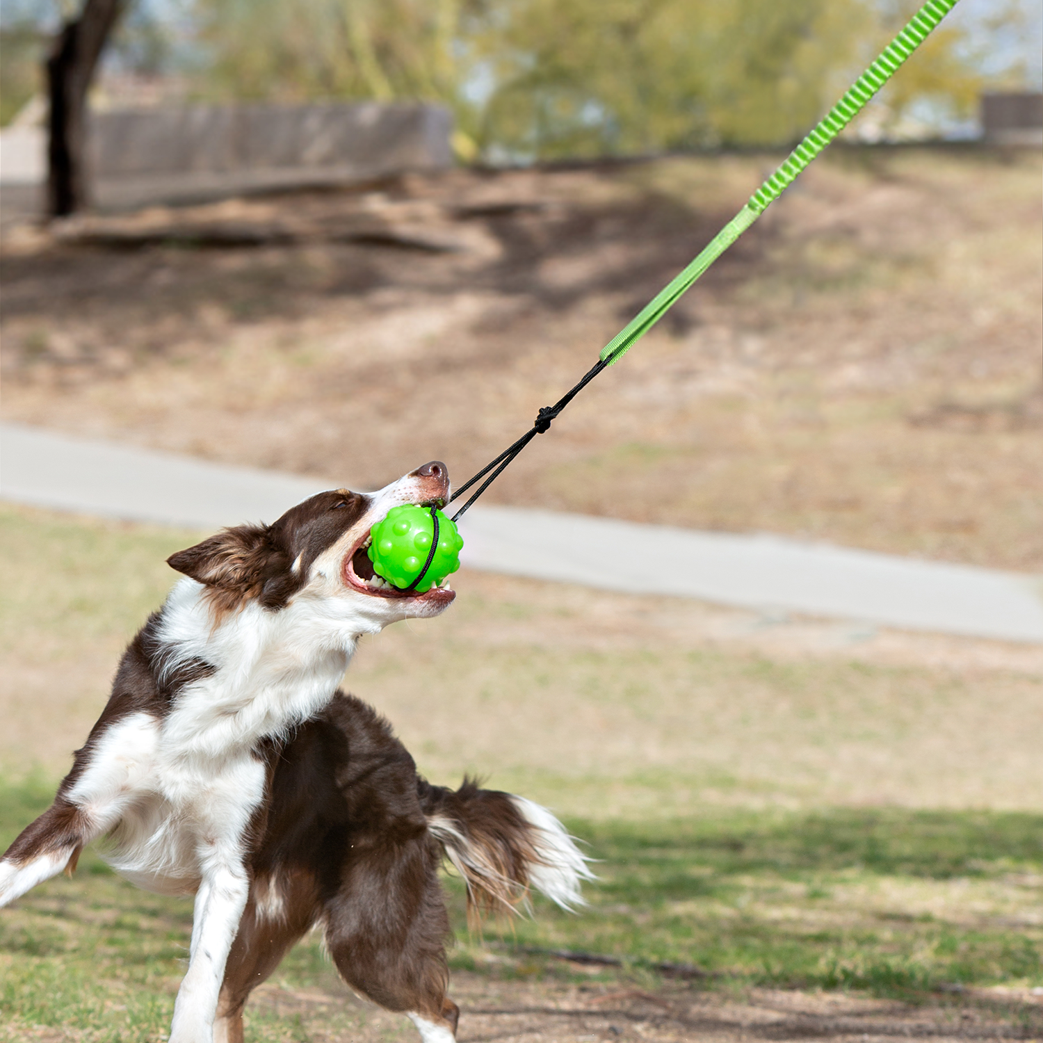 Jolly Pets Dog Tree Tug Toy in use with a playful dog gripping the green ball while tugging outdoors