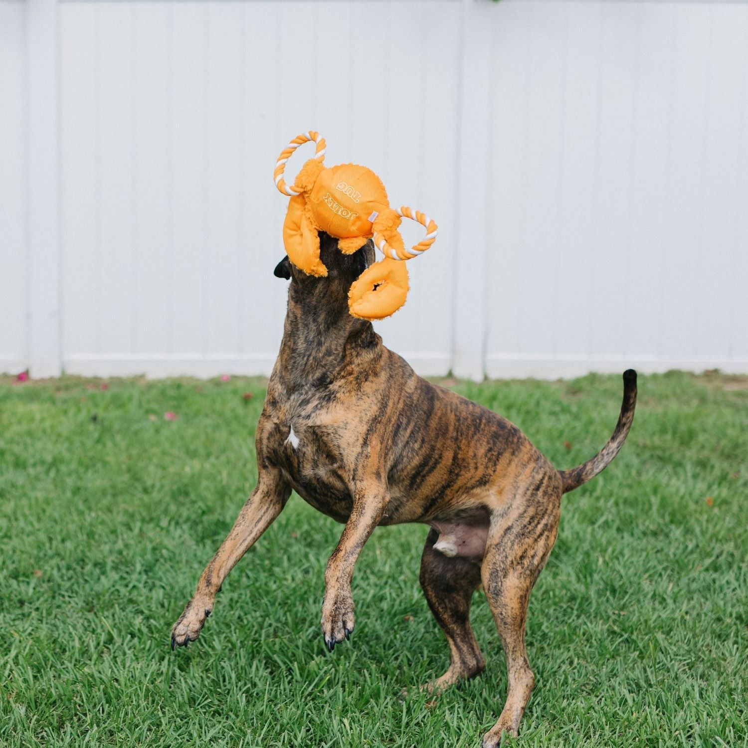 Jolly Pets dog tug toy elephant in bright orange, perfect for interactive play with your dog