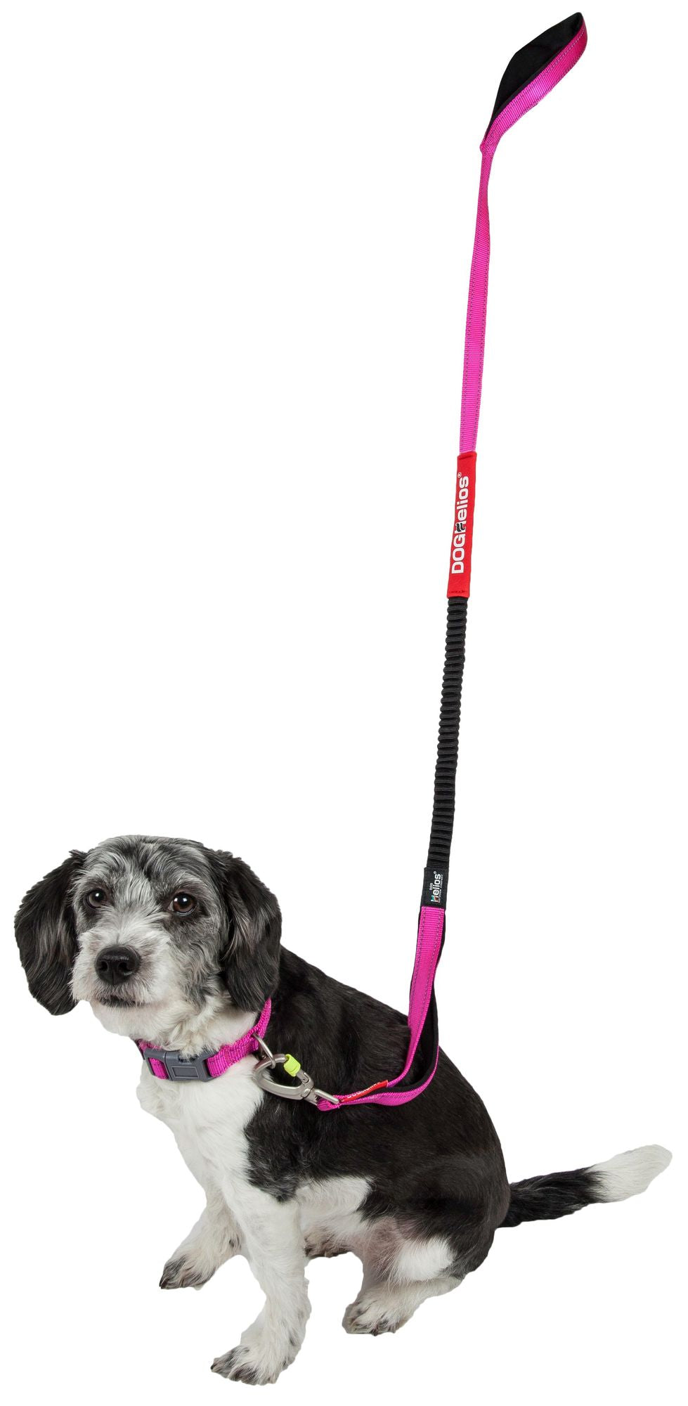 Durable pet leash for active dogs in pink attached to a black and white small dog sitting