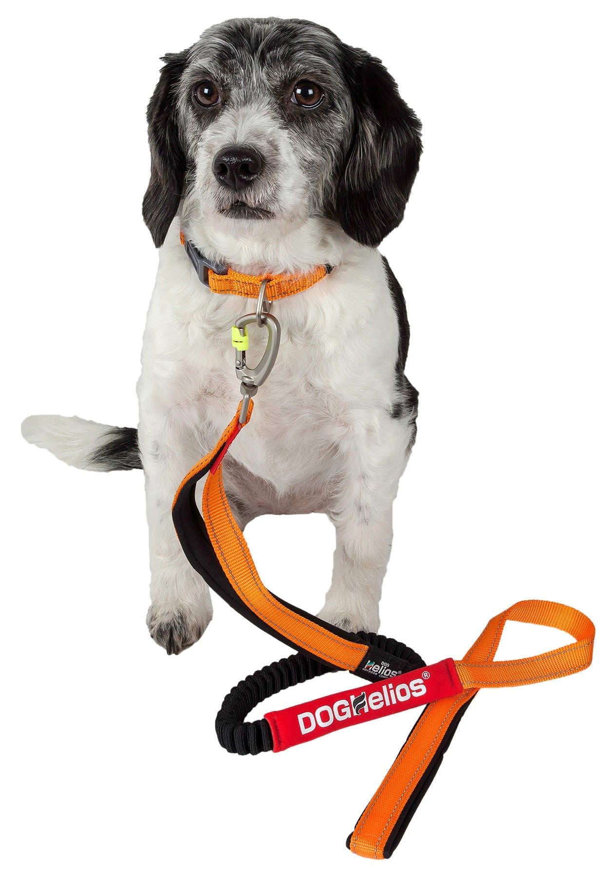 Black and white dog wearing orange indestructible dog leash and collar from PawCounter.com