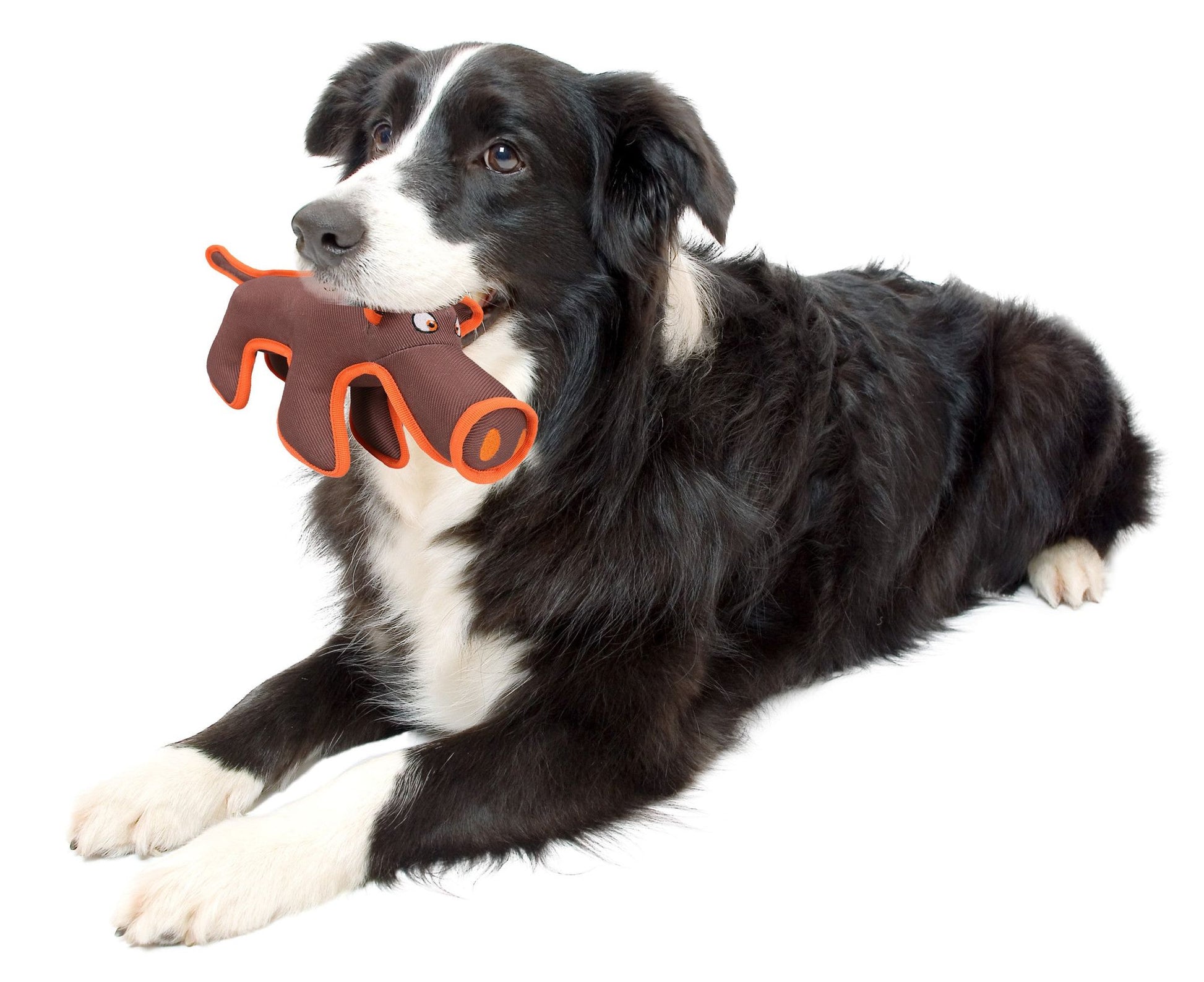 Black and white Border Collie holding a durable dog chew toy shaped like a bacon strip