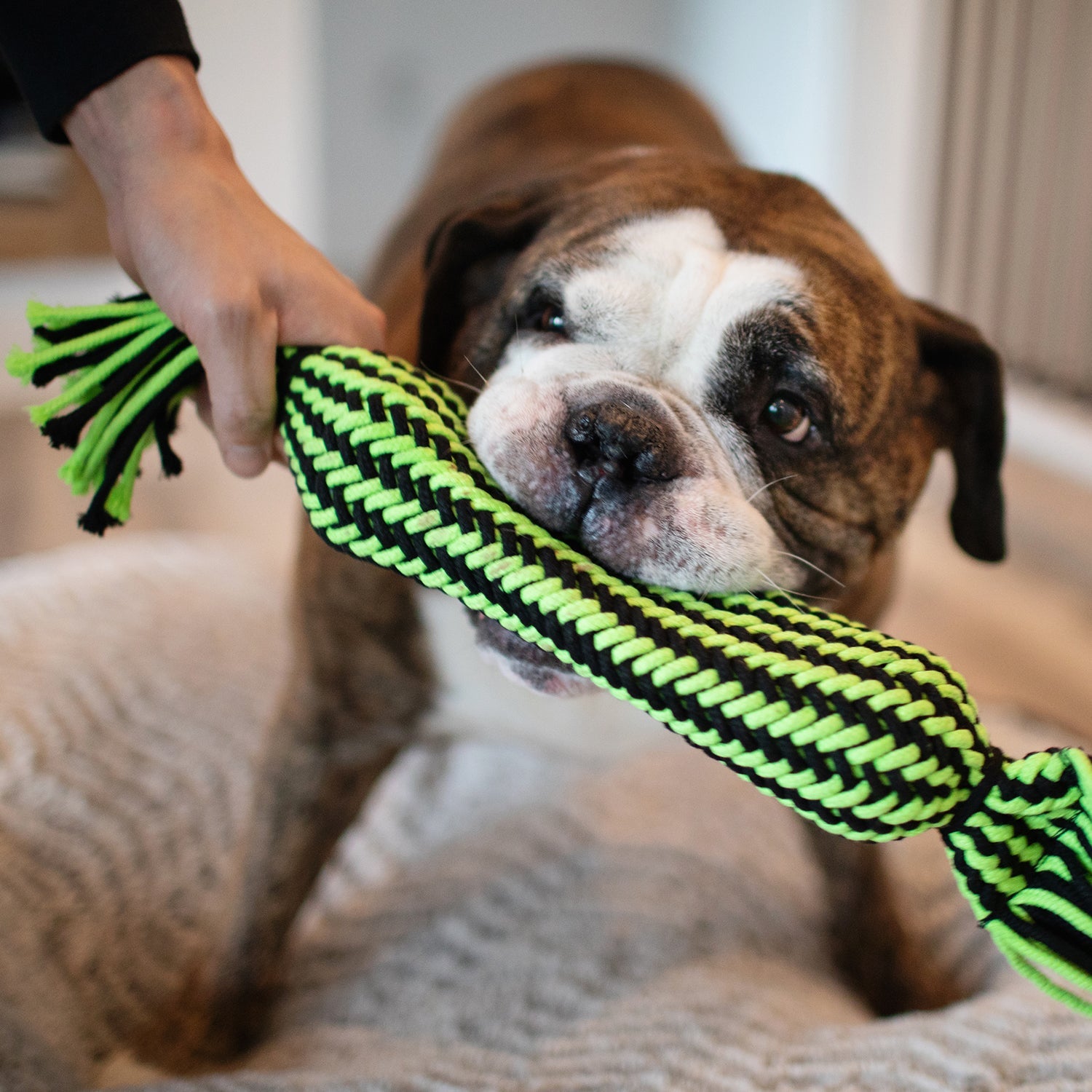 Jolly Pets durable dog chew toy in vibrant green and black, designed for interactive play and teething