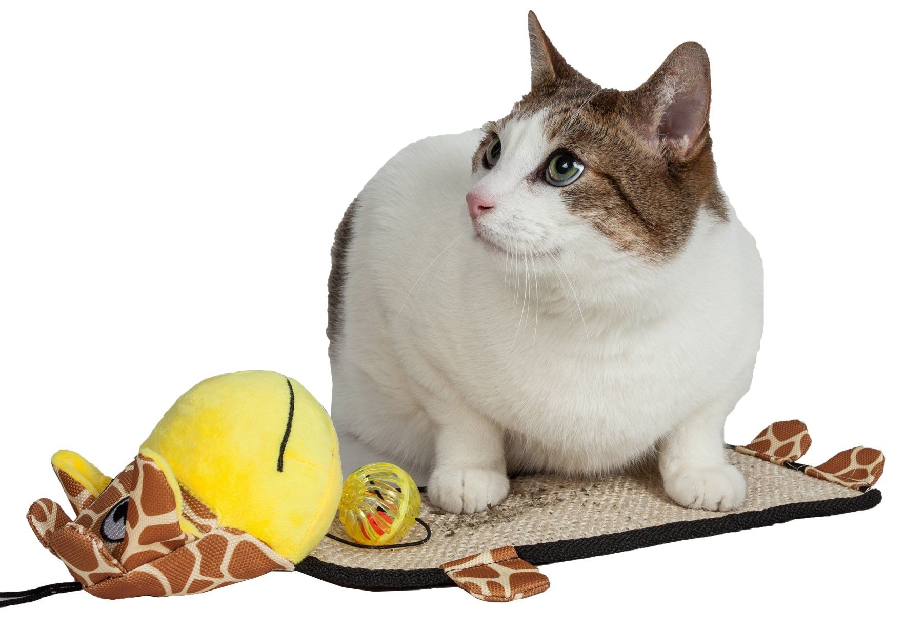 Cat sitting on an eco-friendly cat scratcher shaped like a giraffe with attached toys