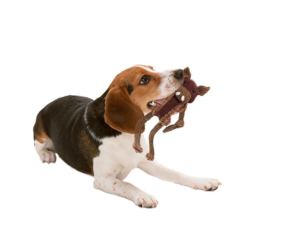 Beagle dog playing with a brown eco-friendly dog chew toy shaped like an animal