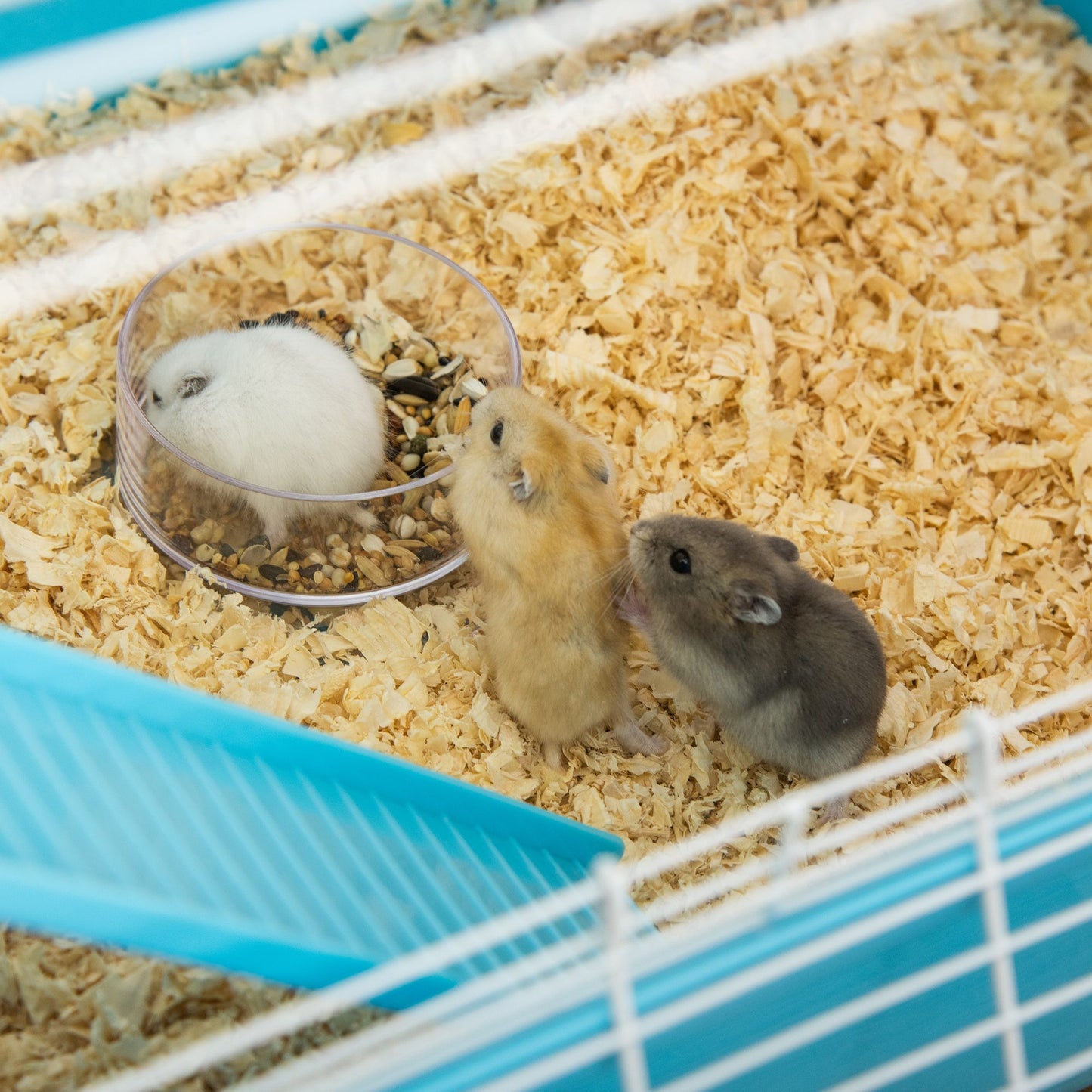 Extra large hamster cage with tunnels, featuring playful hamsters exploring their environment