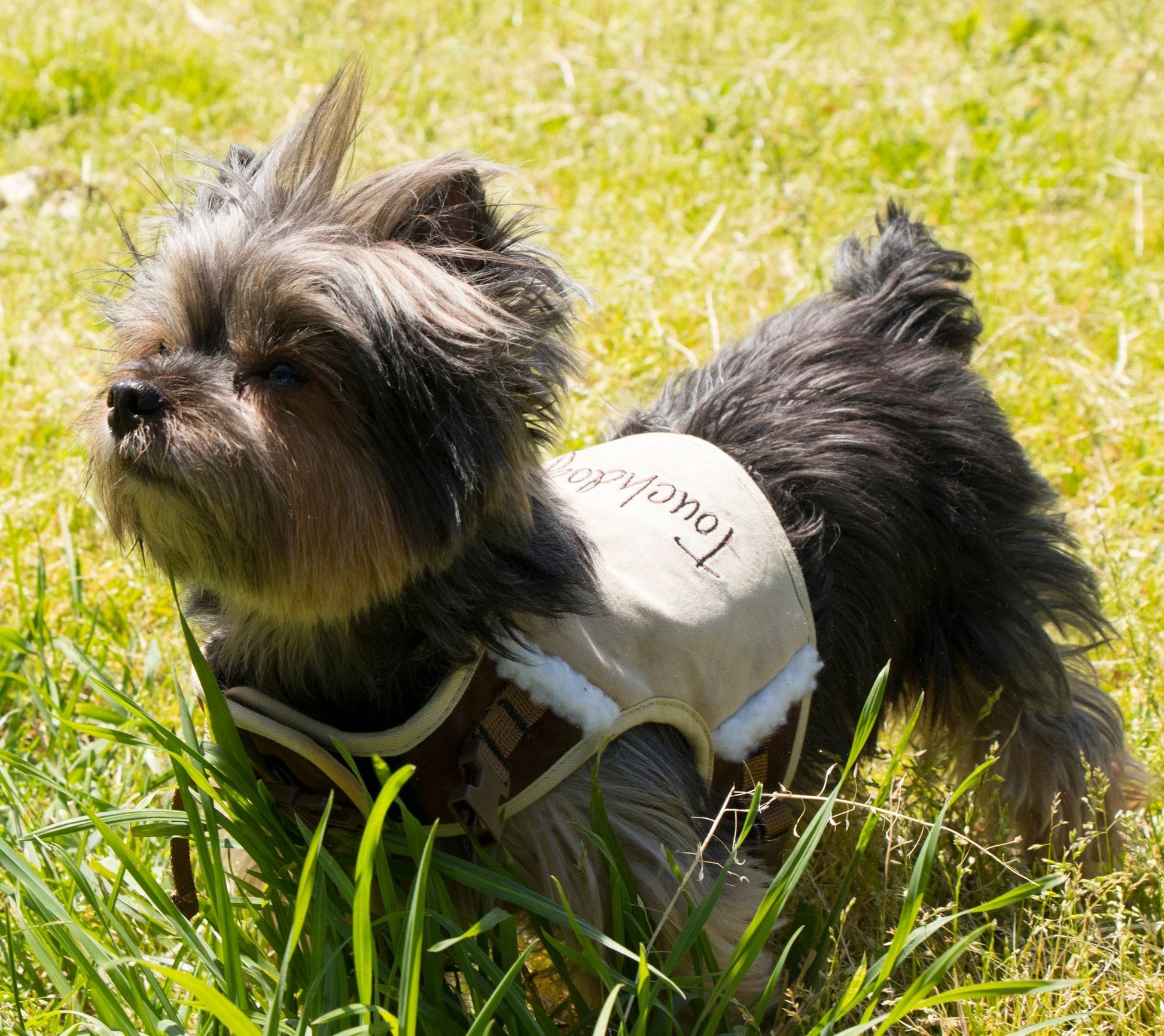 Small dog wearing a beige fashion dog harness leash set standing on green grass outdoors