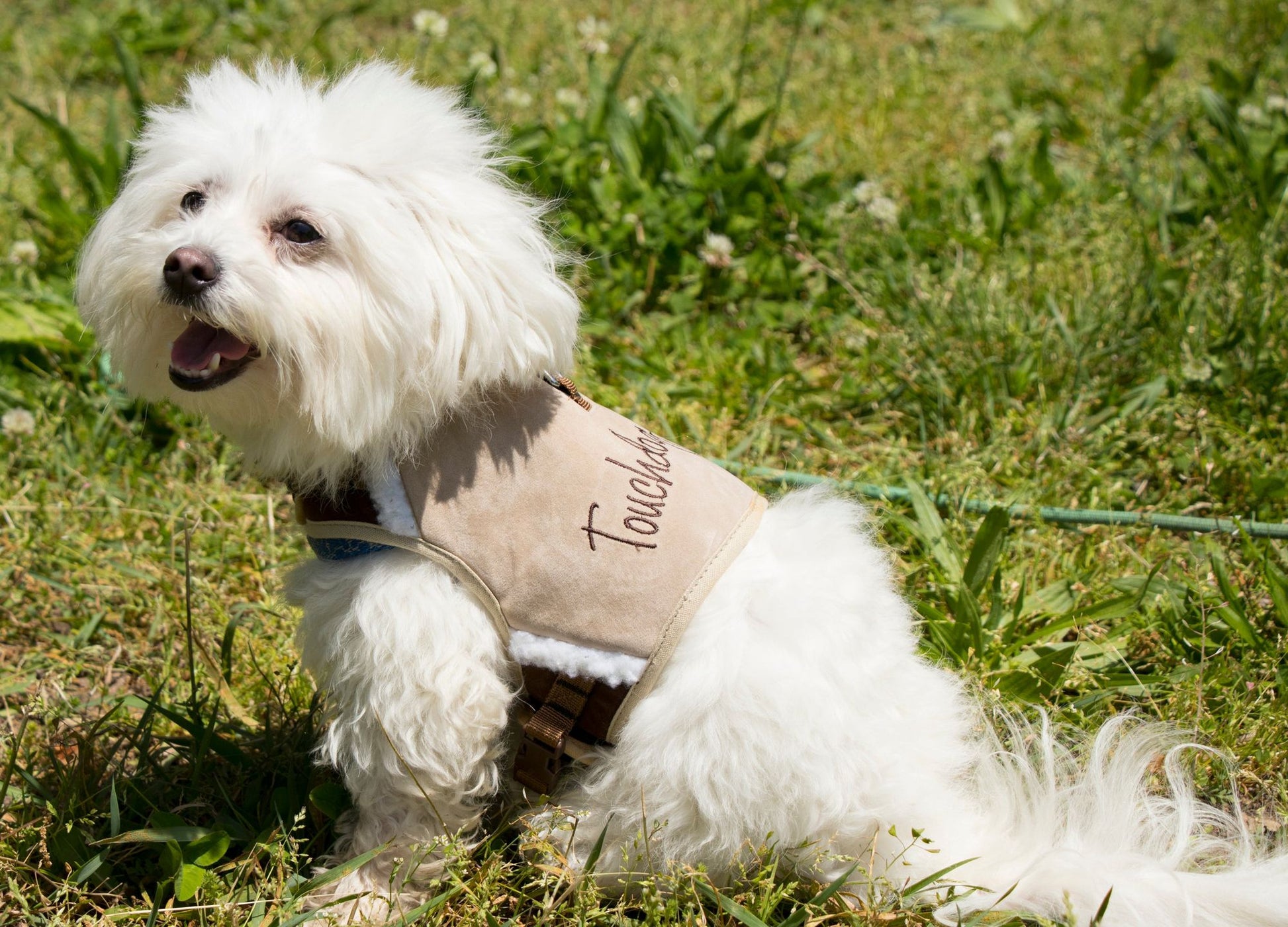 White fluffy dog wearing a beige fashion dog harness leash set sitting on green grass