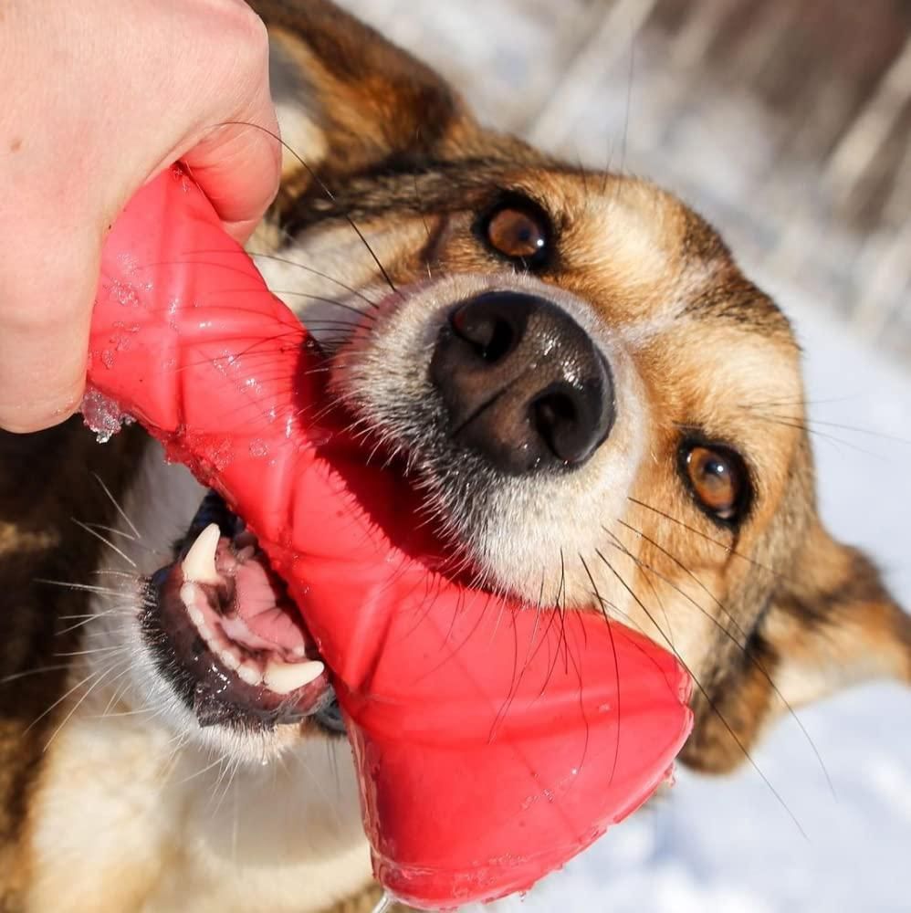 Dog biting a red floating dog fetch toy outdoors in the snow during playtime