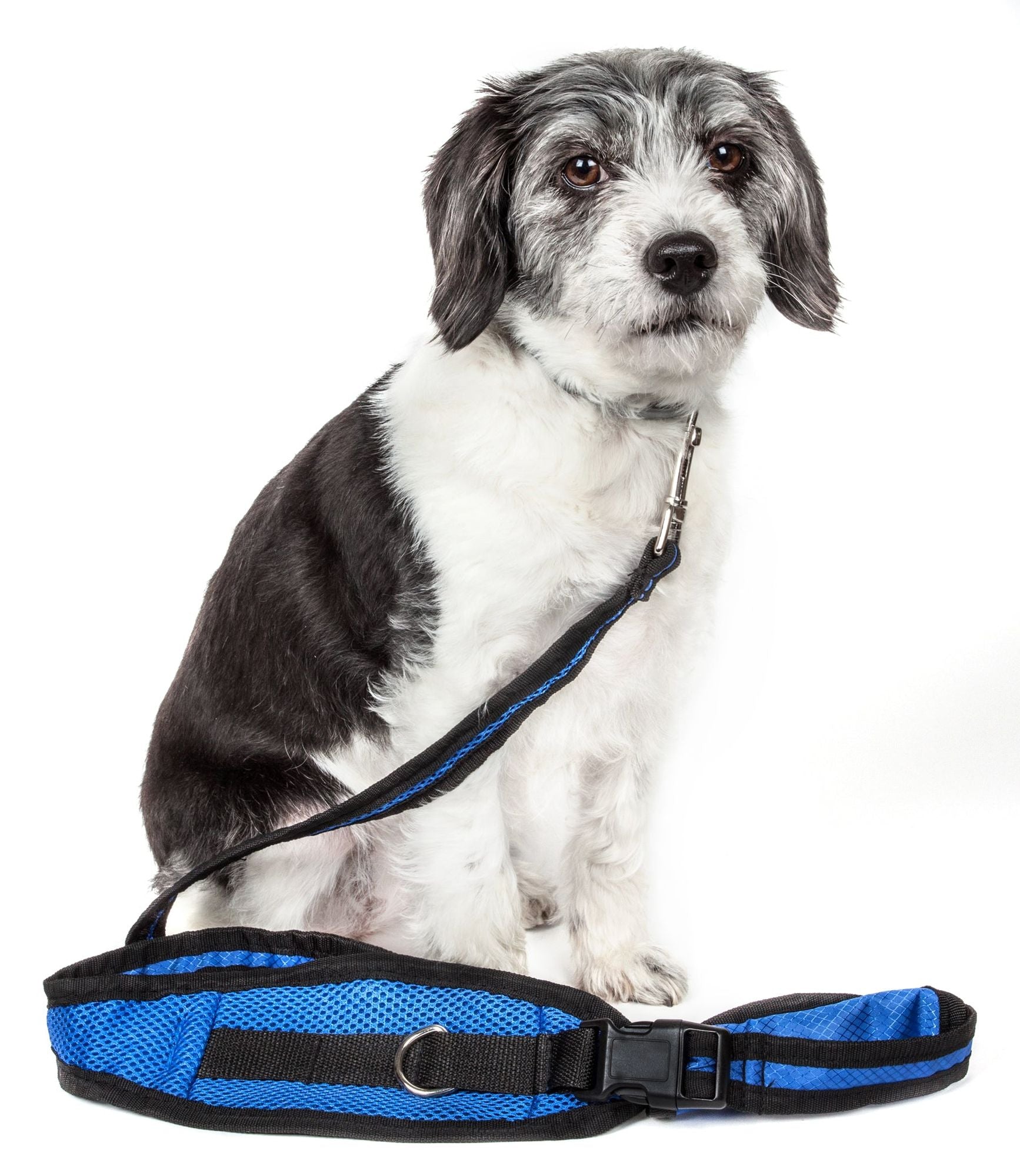Small black and white dog sitting behind a blue hands free dog leash with pouch by PawCounter.com