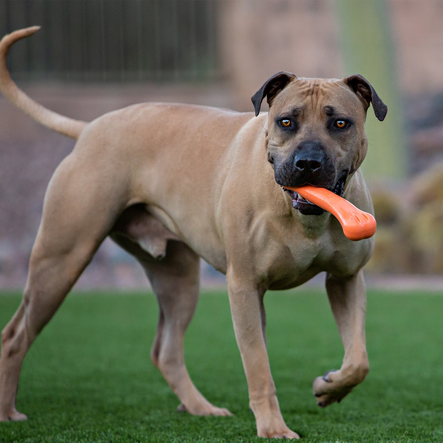 Large dog playing with Jolly Chew Bone for dogs in a grassy outdoor area