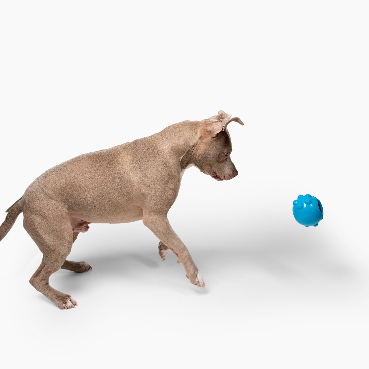 Dog playing with Jolly Dipper dog toy in blue, designed for interactive fun and engaging exercise