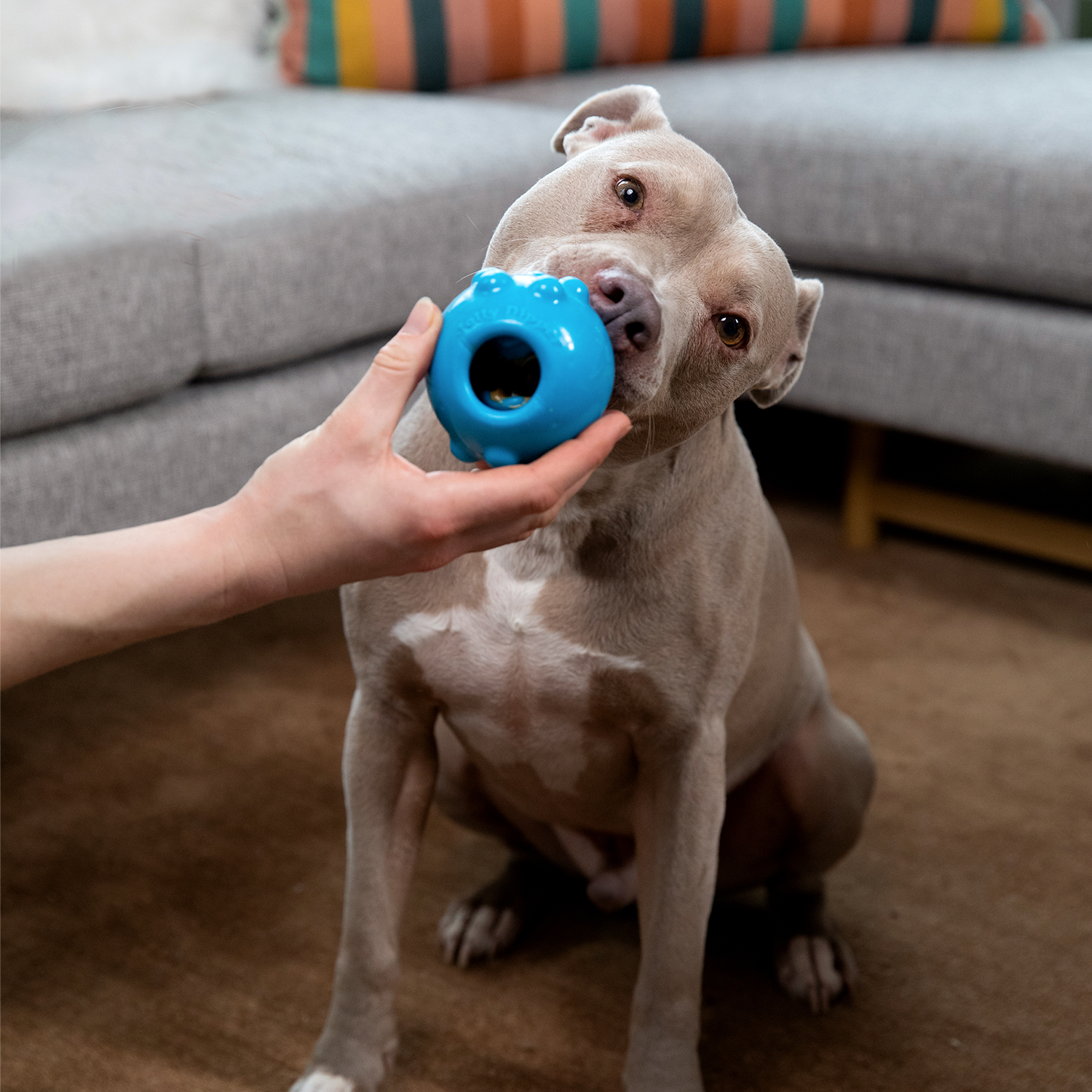 A playful dog with a Jolly Dipper dog toy in blue, perfect for interactive playtime and fetching