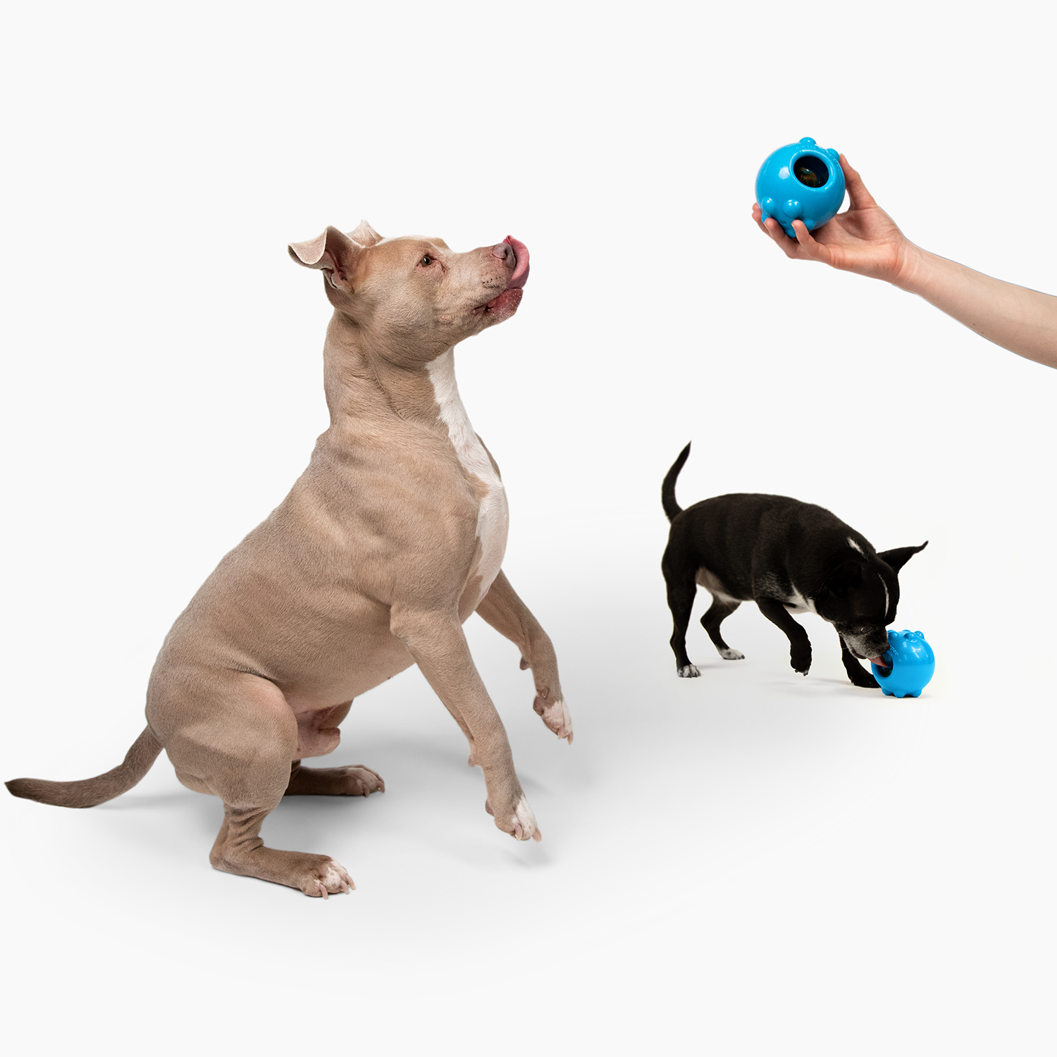 Two dogs playing with the Jolly Dipper dog toy, a blue interactive ball for fun and exercise