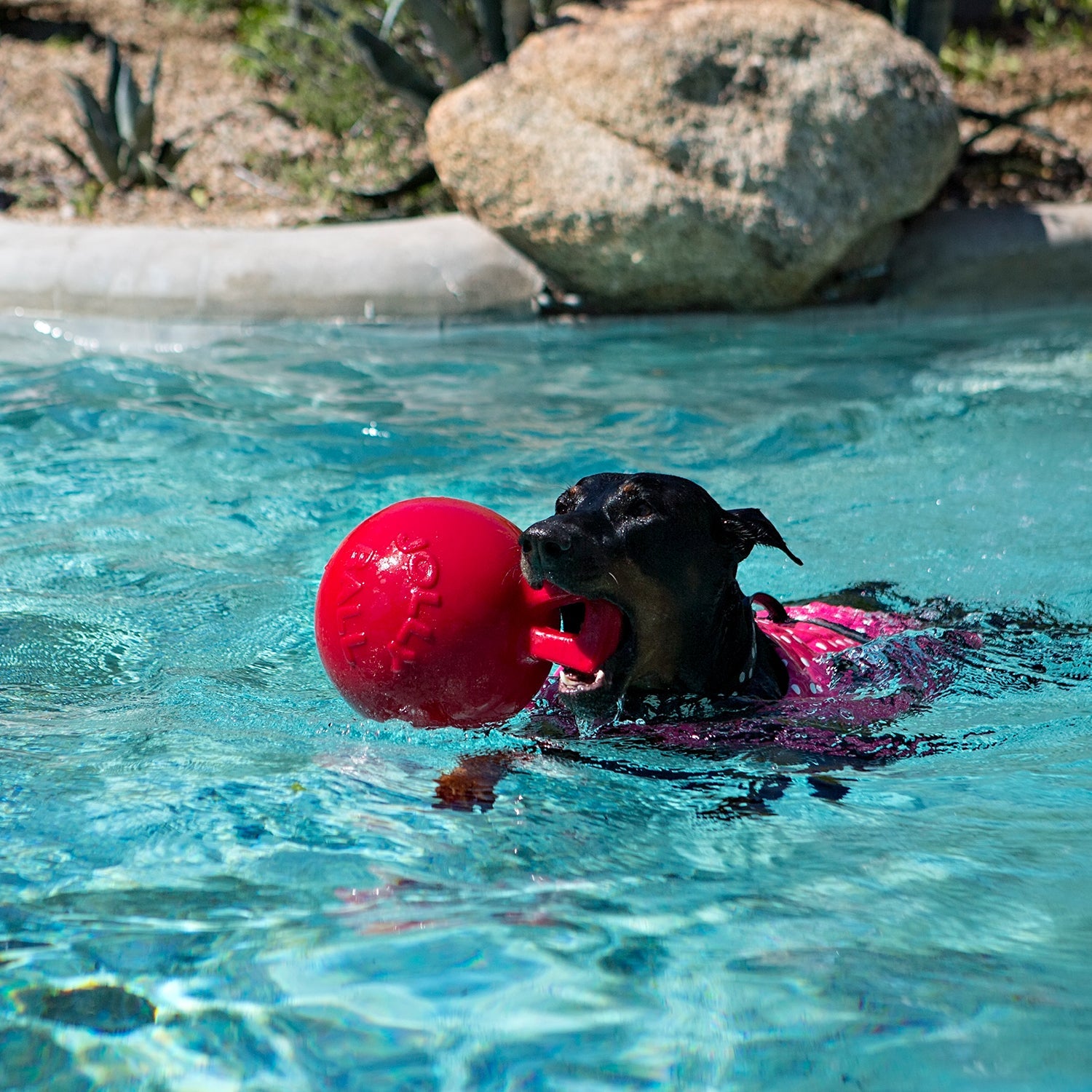 Jolly Pets dog tug and toss toy in red being enjoyed by a dog swimming in a pool