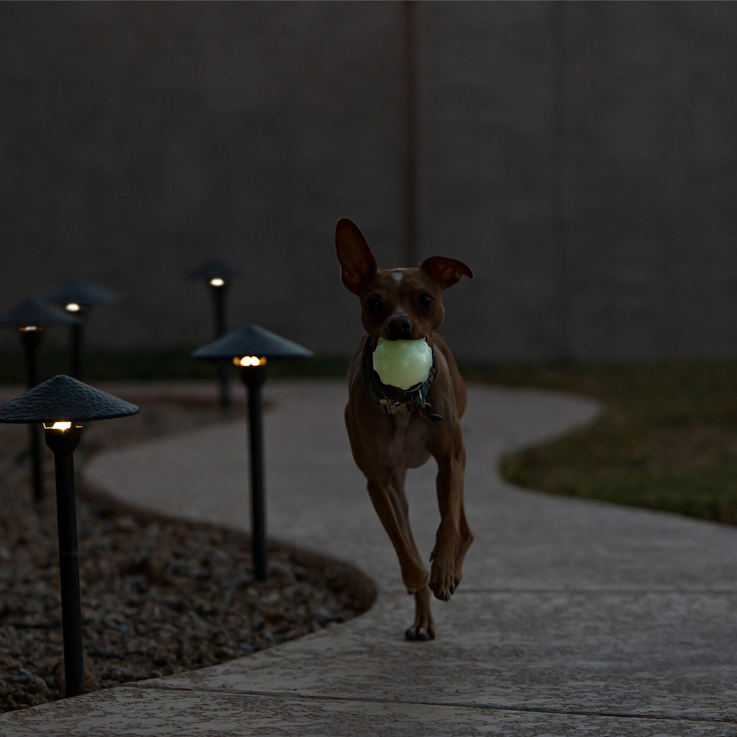 Dog playing with Jolly Jumper pet toy outdoors while running along a stone pathway