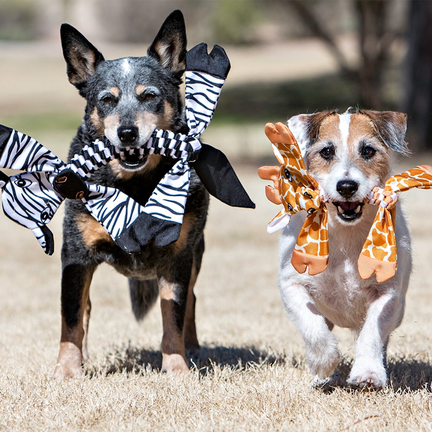 Two dogs playing with a Jolly Pets dog chew toy flathead in a grassy outdoor setting