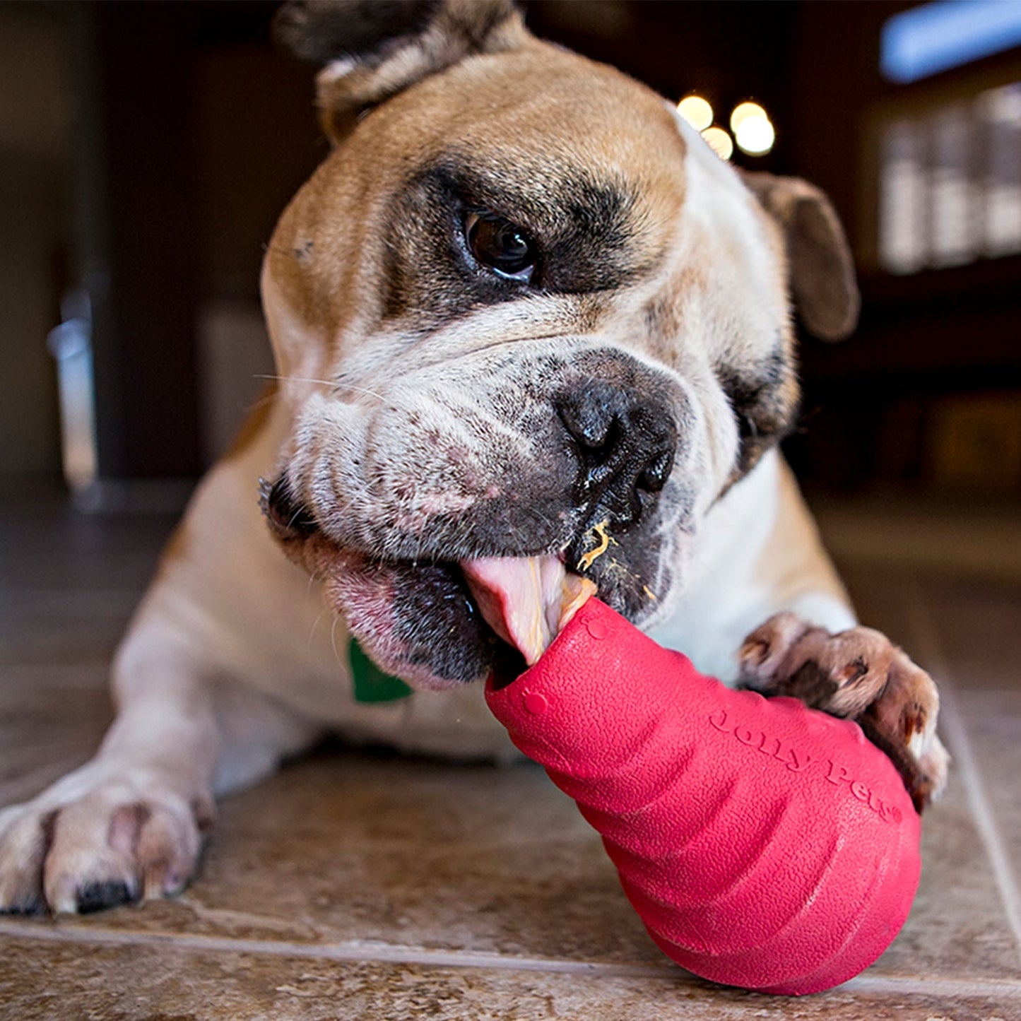 Jolly Pets durable dog toy for chewers designed for tough play and long-lasting fun