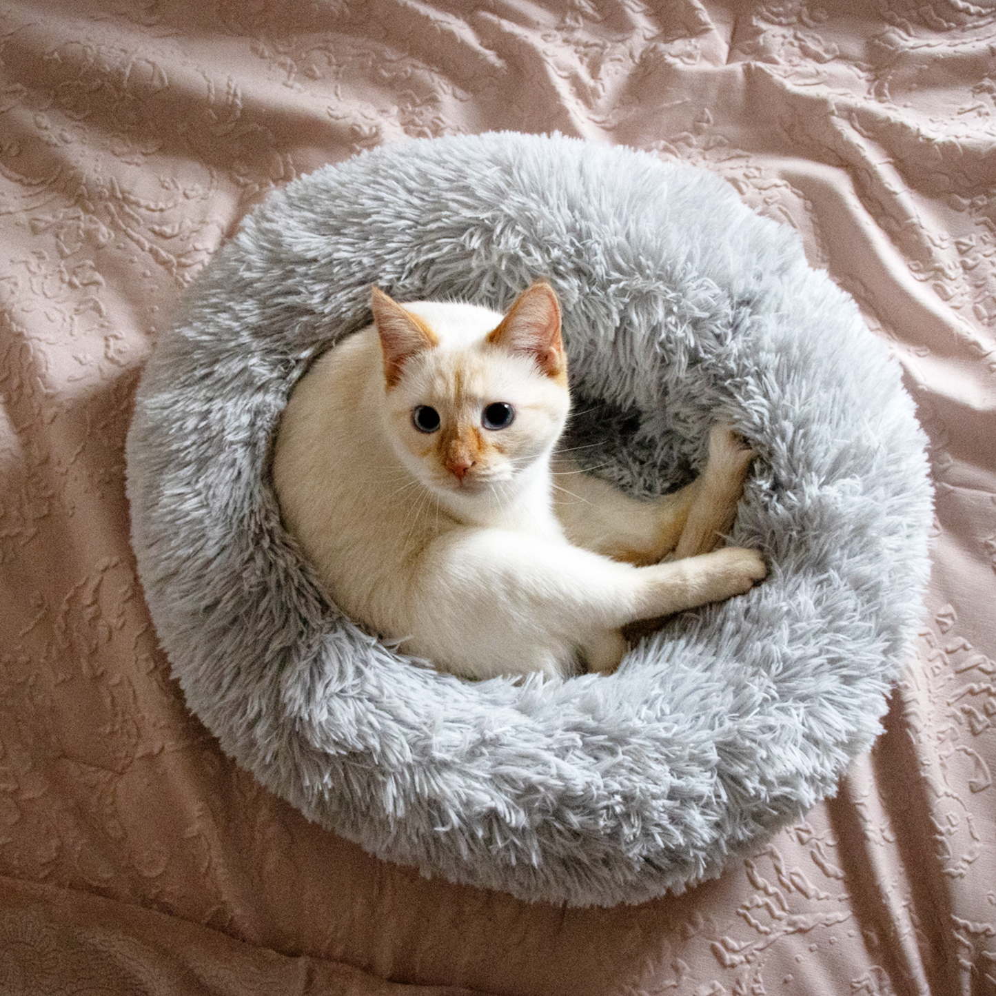 Cozy Jolly Pets plush donut cat bed in gray with a cat relaxing comfortably inside