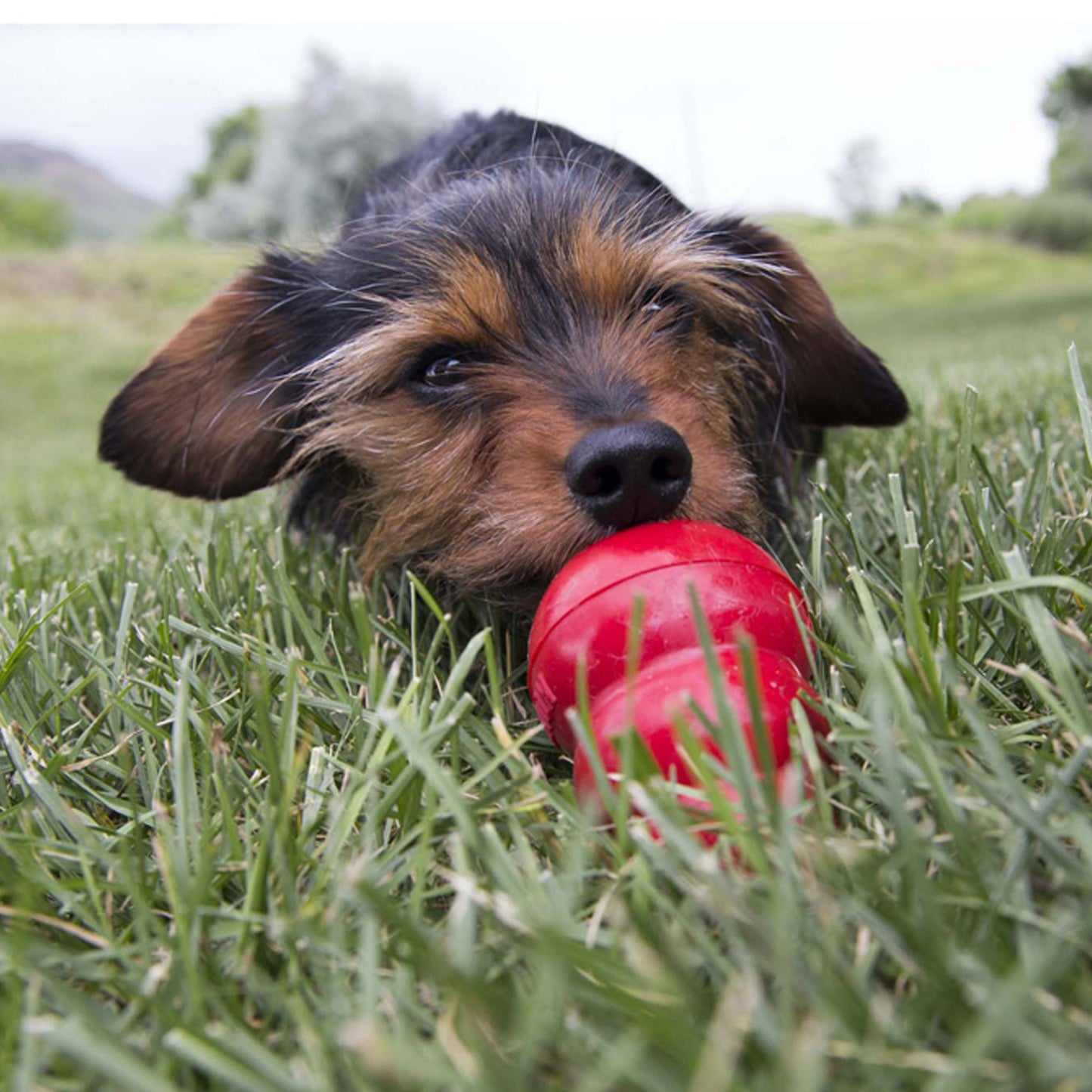 Dog playing outdoors with red Kong Easy Treat bacon and cheese toy in green grass
