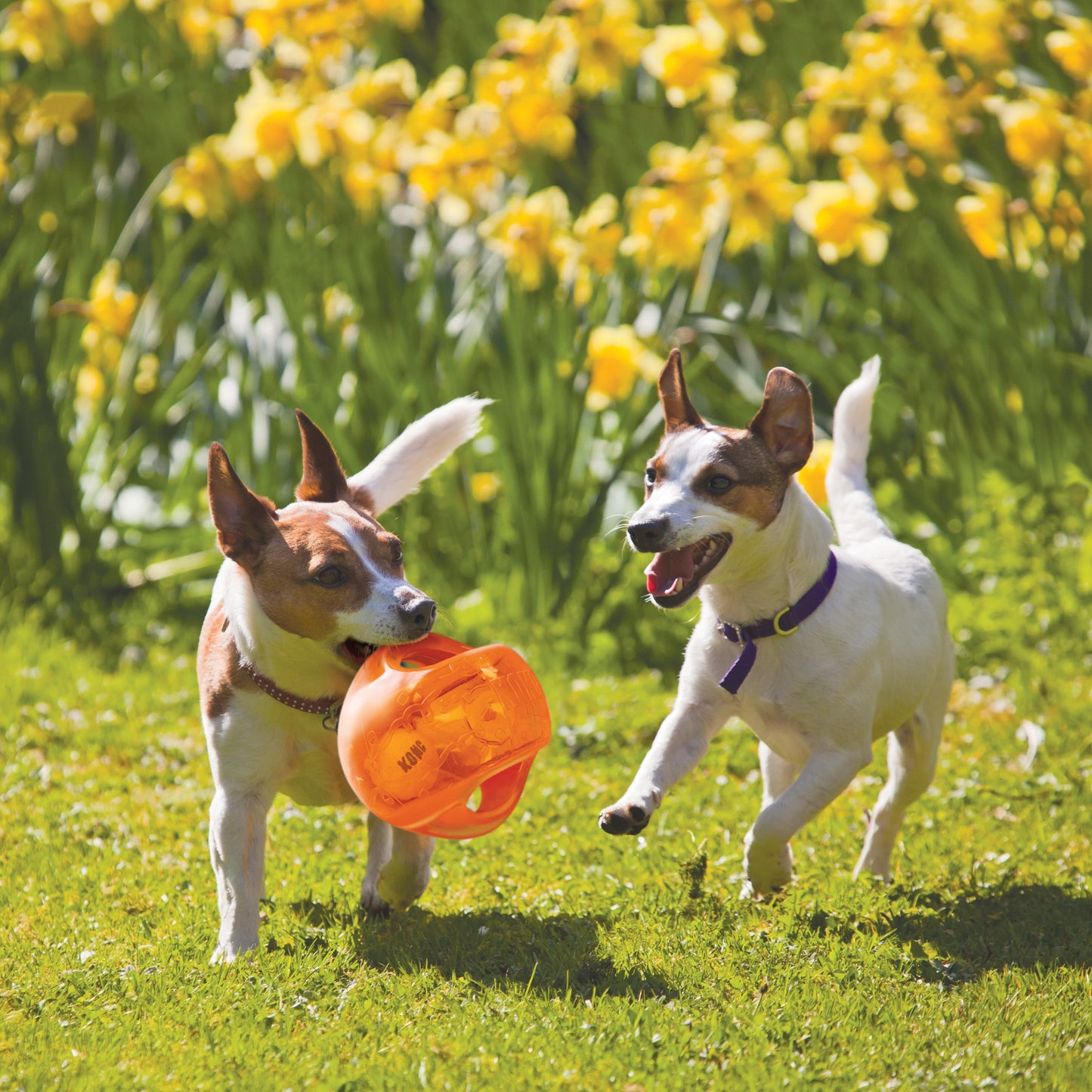 Two playful dogs outdoors with an orange Kong Jumbler Ball dog toy on green grass and yellow flowers