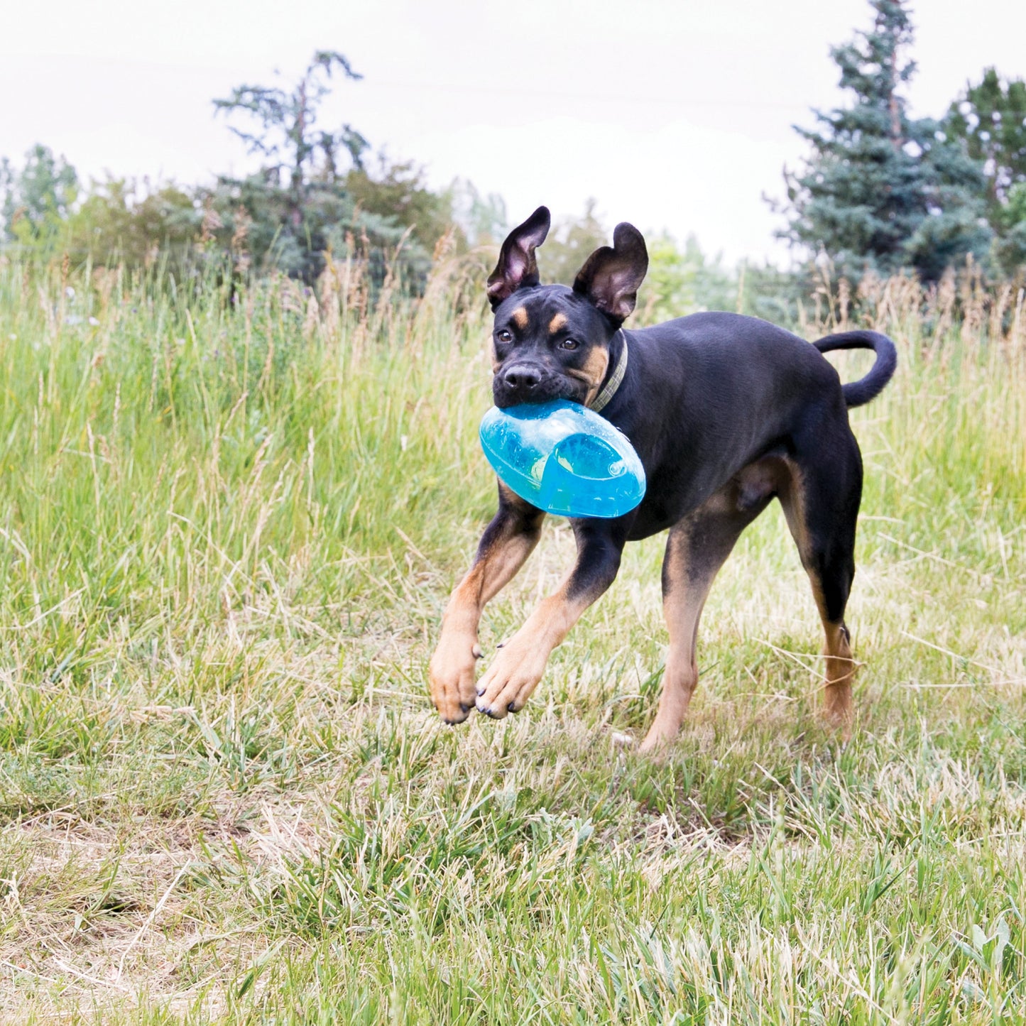 Dog playing outdoors with a blue Kong Jumbler Football dog toy in its mouth