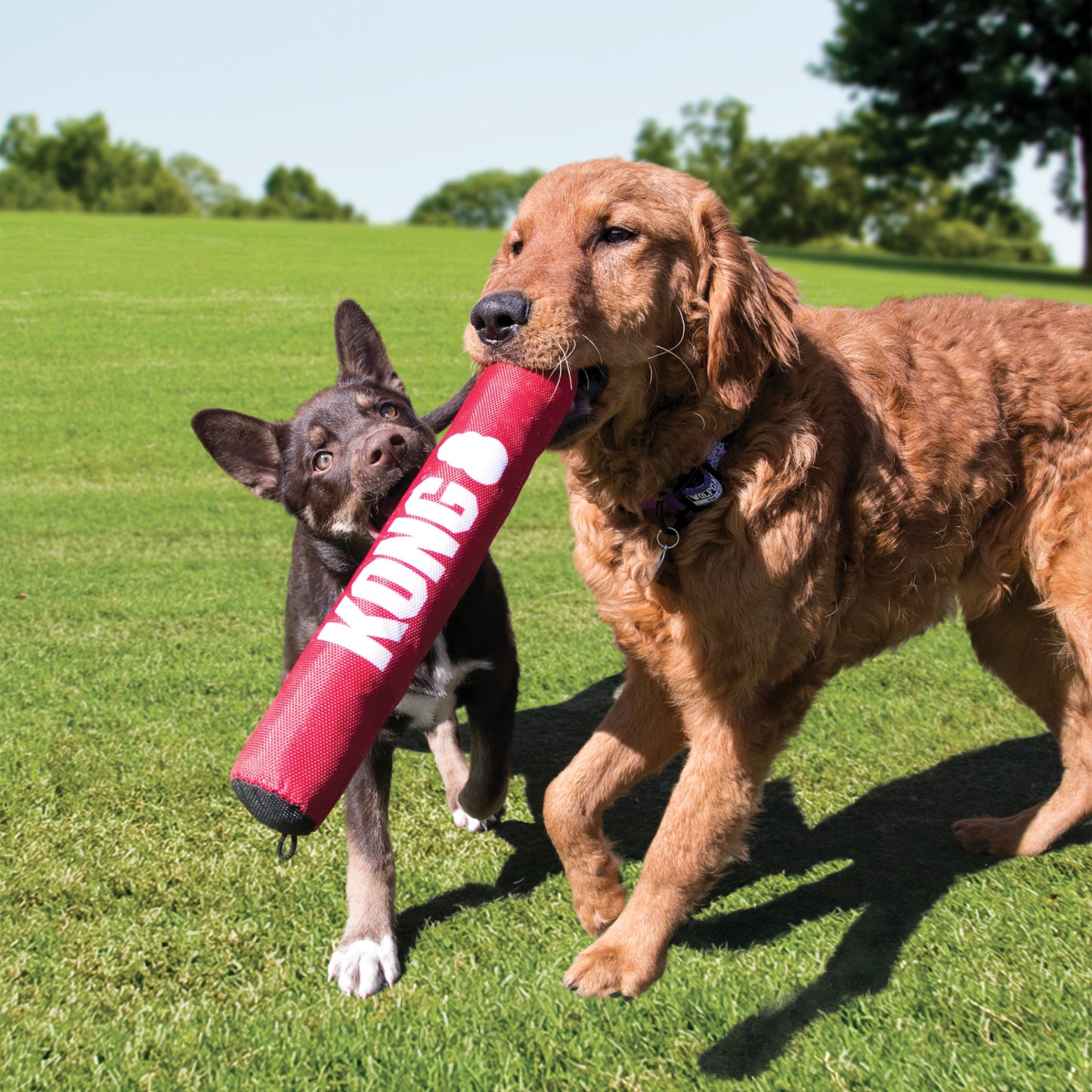 Two dogs playing outdoors with a red Kong Signature Stick dog toy on green grass
