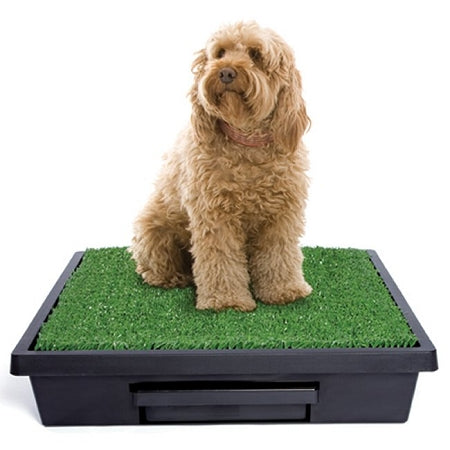 Dog sitting on PetSafe large pet loo potty system with artificial grass for pet waste disposal