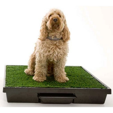 PetSafe medium pet loo potty system with artificial grass and a small dog sitting on top