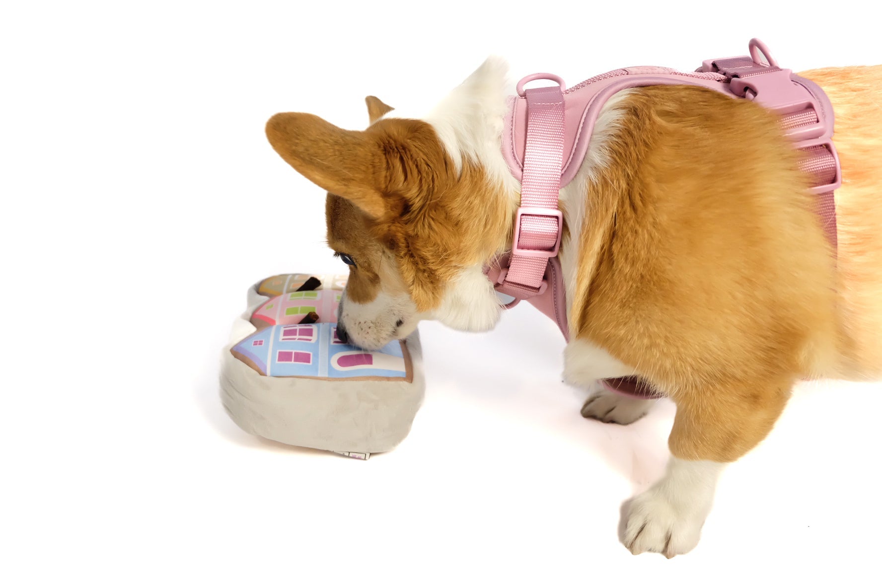 Corgi using the painted ladies nose work dog toy designed for scent training and interactive play