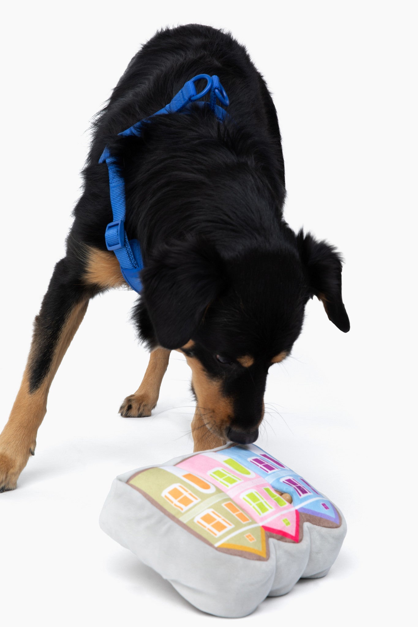 Come Here Buddy painted ladies nose work dog toy for interactive play and mental stimulation