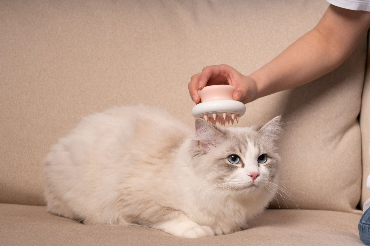 Person using a pet bathing brush to gently groom a fluffy white cat lying on a beige couch