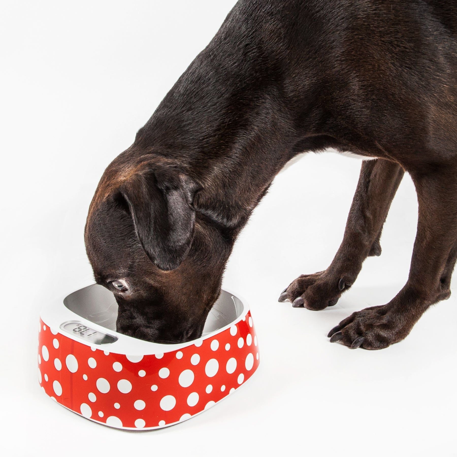 Dog eating from a red and white polka dot smart pet feeding bowl with digital display
