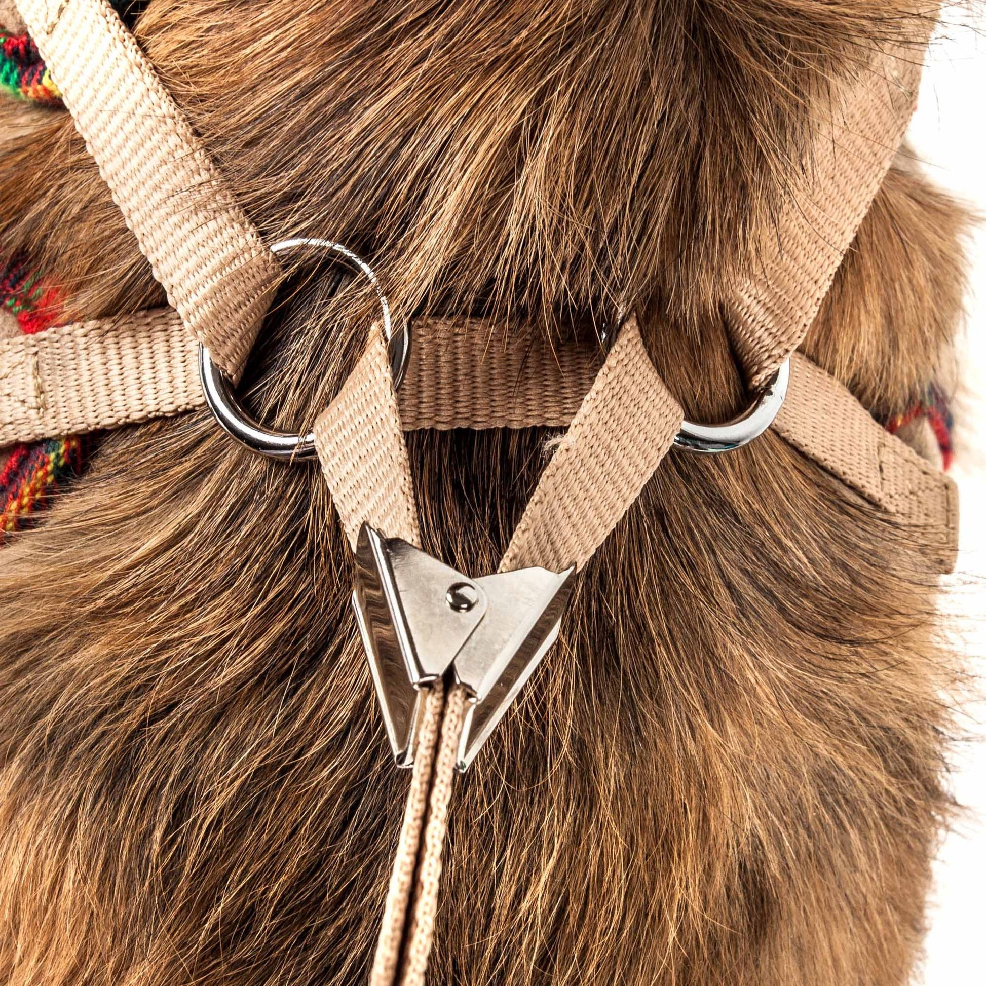 Close-up of beige dog harness with bowtie showing metal rings and buckle on brown fur