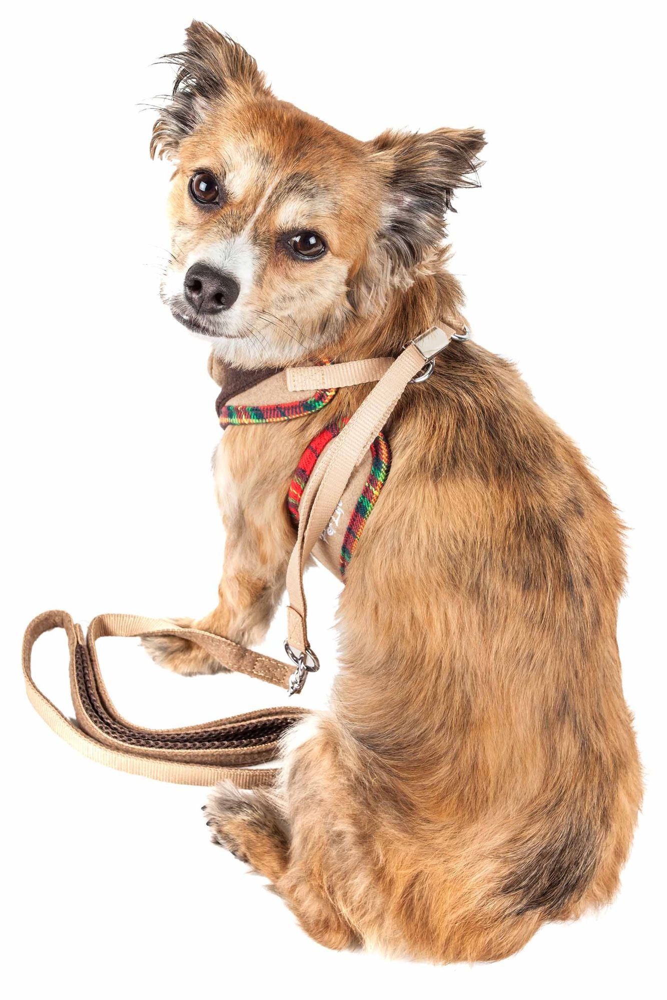 Small brown dog wearing a colorful dog harness with bowtie and attached tan leash
