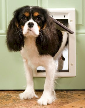 Small dog using a PetSafe small dog door installed in a green door with tiled floor