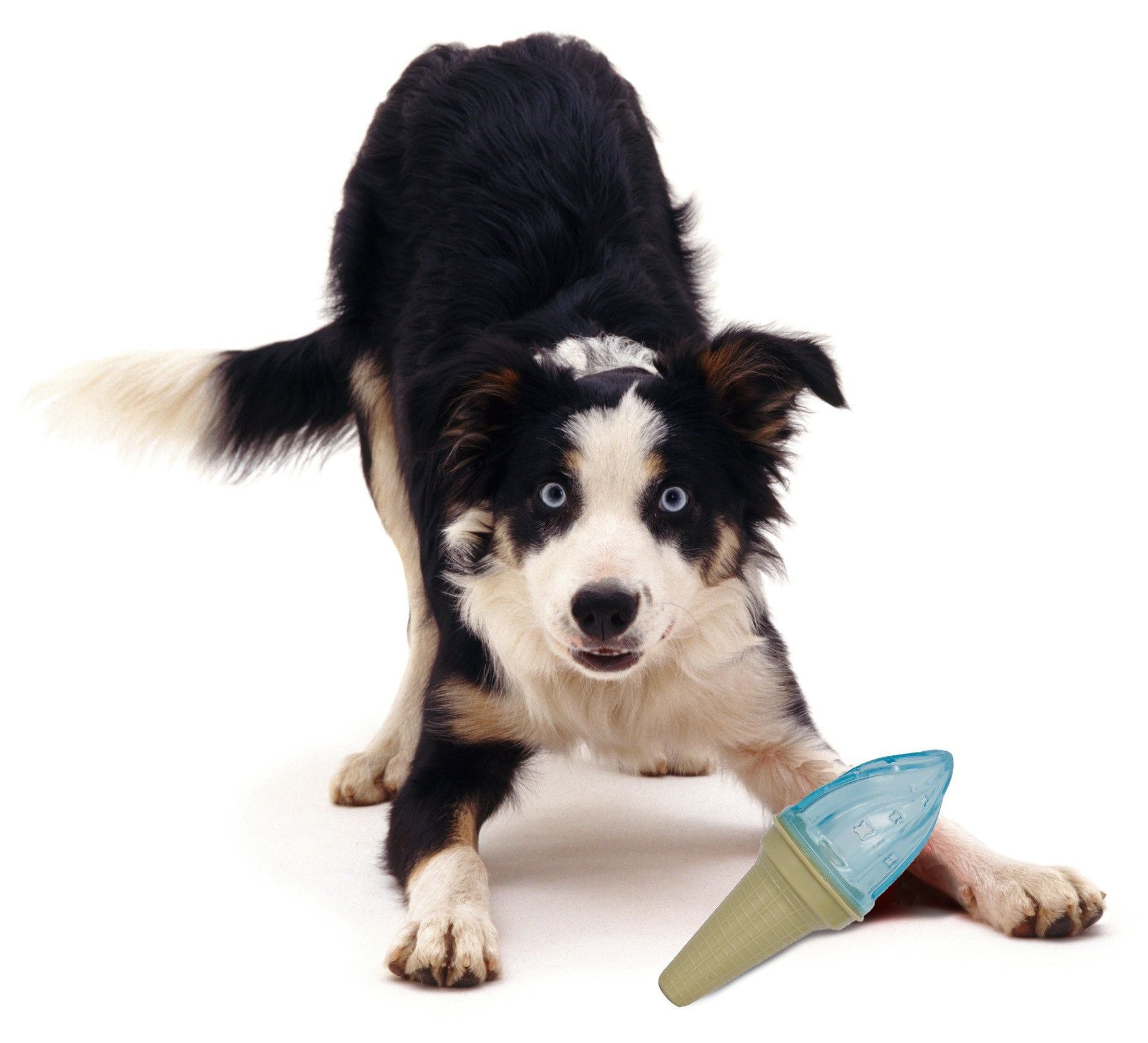 Black and white dog playing with blue and green dog chew toy ice cream cone on white background