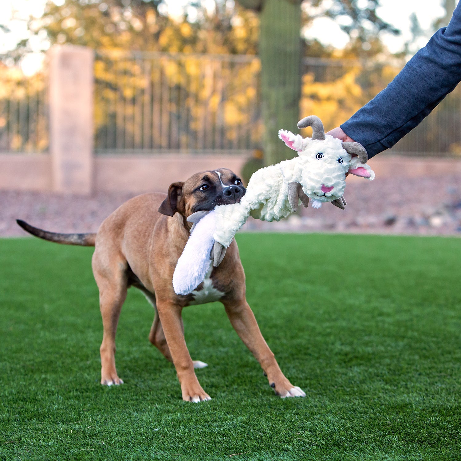 Jolly Pets plush lion dog toy for playful dogs outdoors with soft texture and fun design