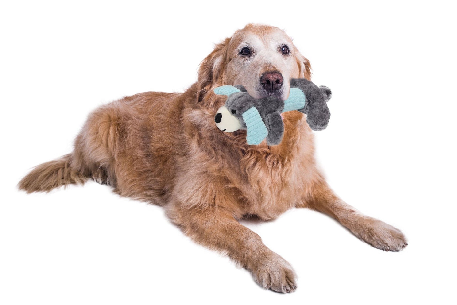 Golden retriever dog lying down holding a plush squeaky dog toy in its mouth from PawCounter.com