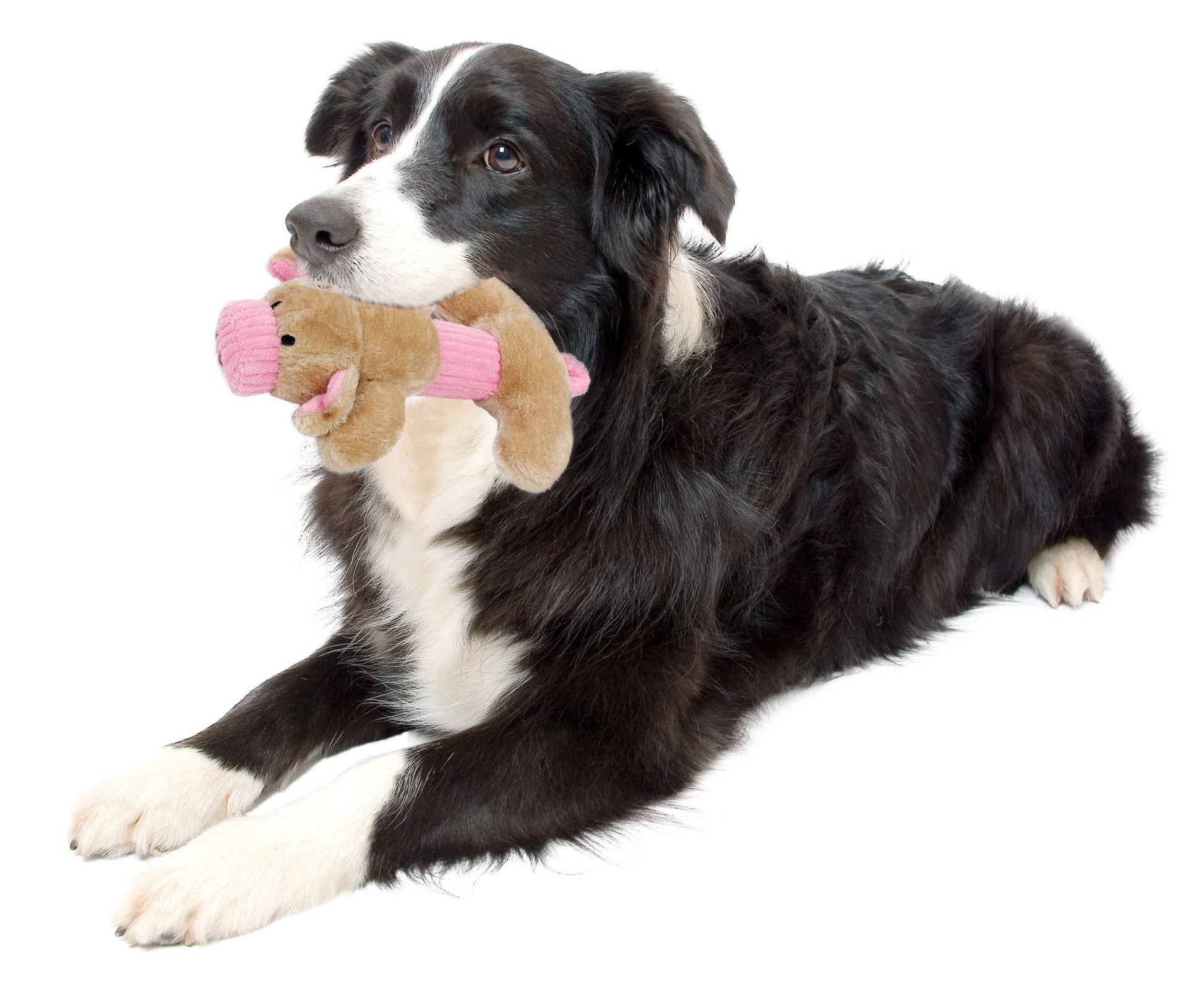 Black and white border collie lying down holding a plush squeaky dog toy shaped like a brown and pink bone