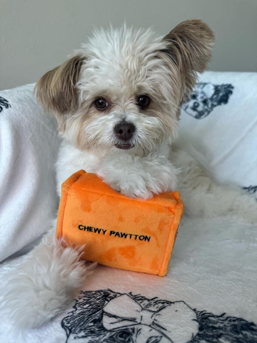 CHEWY PAWTTON PLUSH DOG TOY